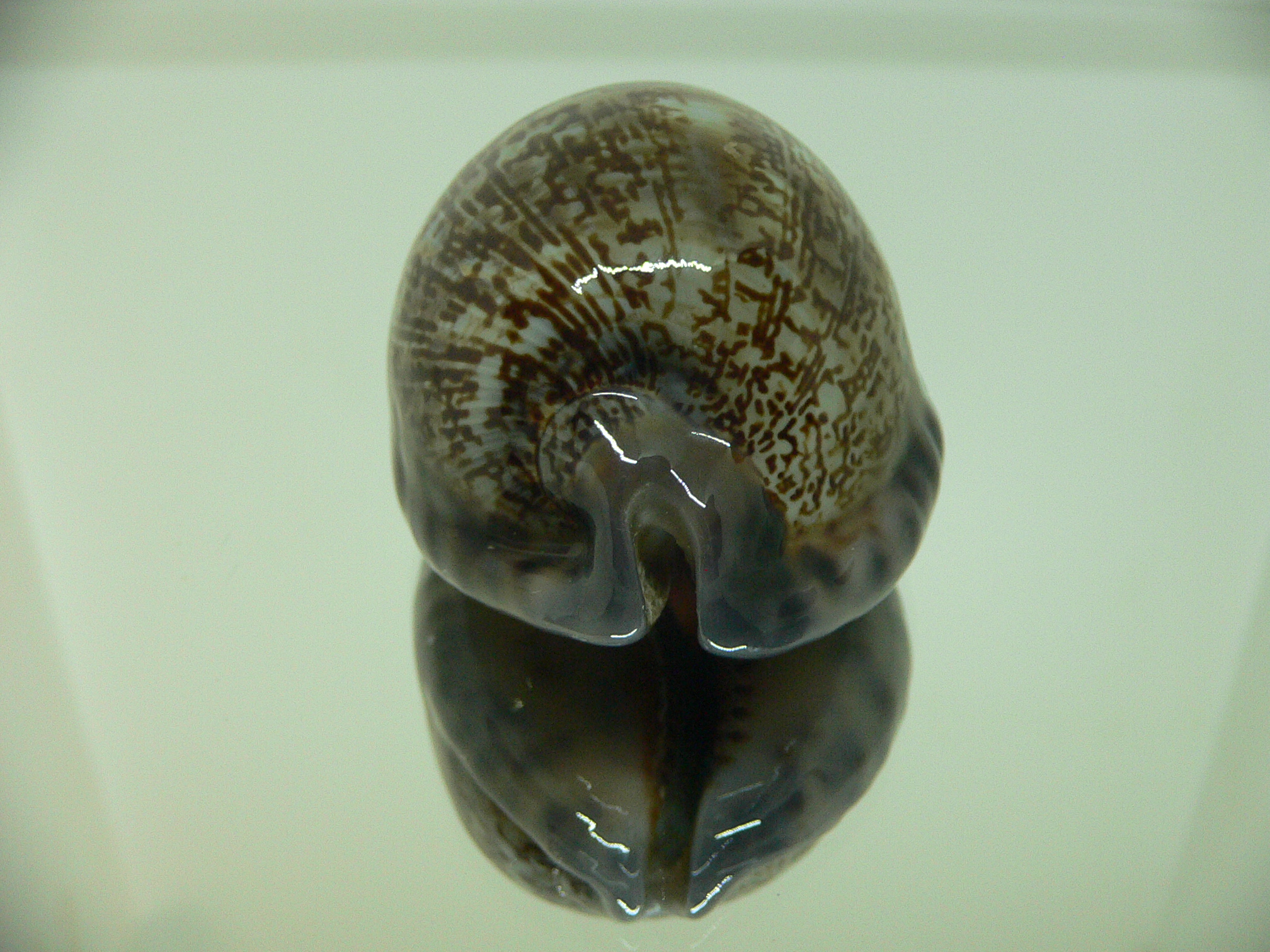 Cypraea gibba vandammei BIG, WIDE & COLOR BASE