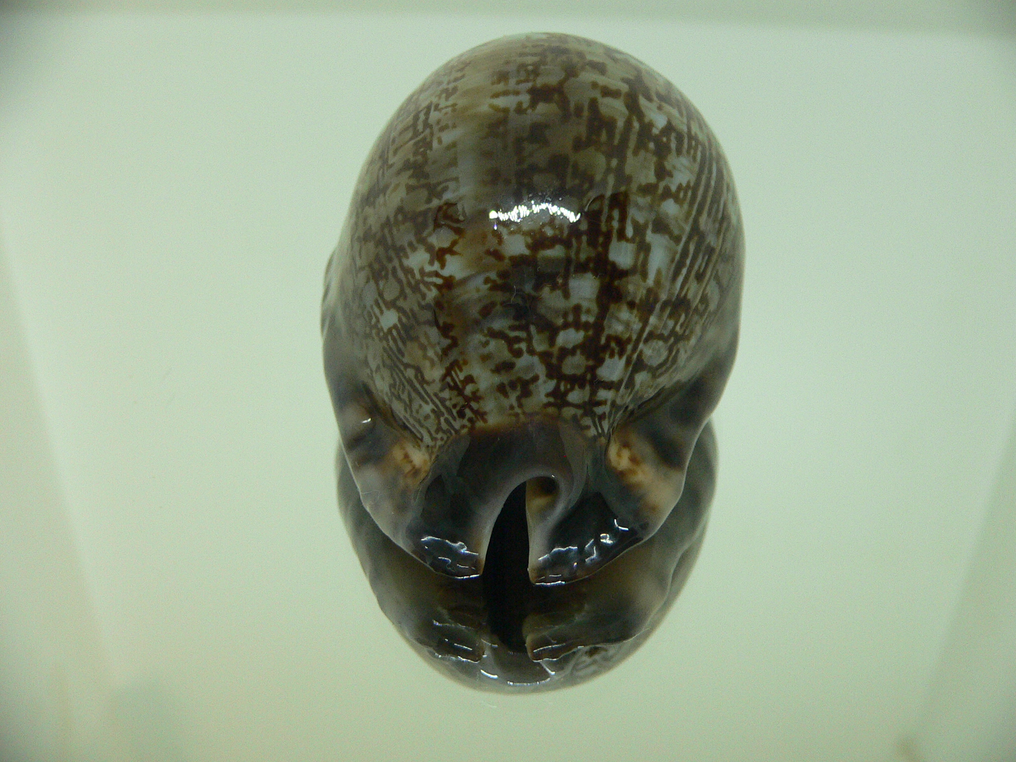 Cypraea gibba vandammei BIG, WIDE & COLOR BASE
