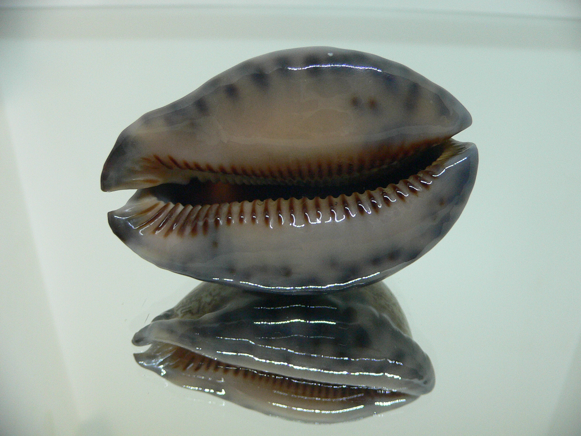 Cypraea gibba vandammei BIG, WIDE & COLOR BASE