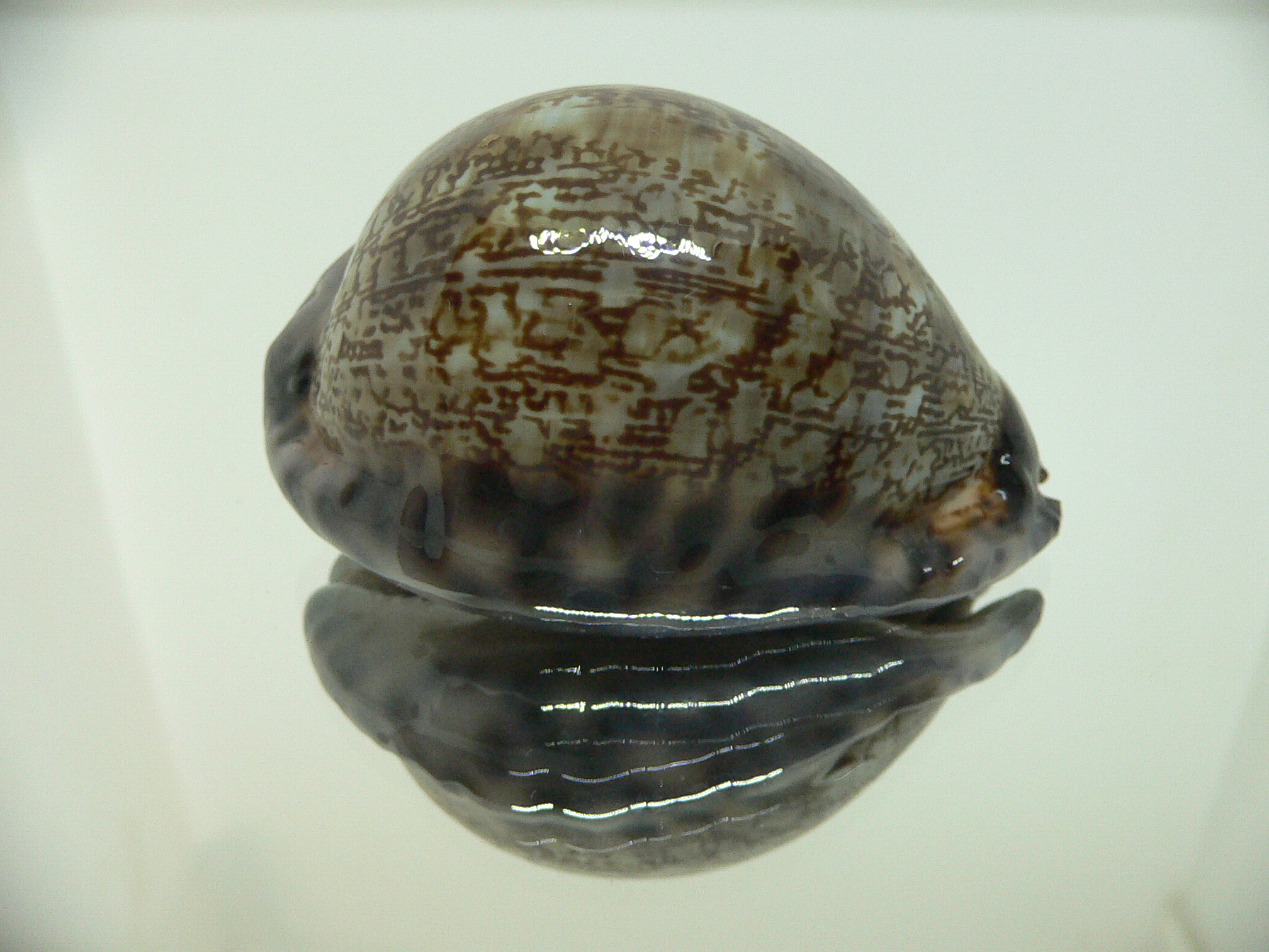 Cypraea gibba vandammei BIG, WIDE & COLOR BASE
