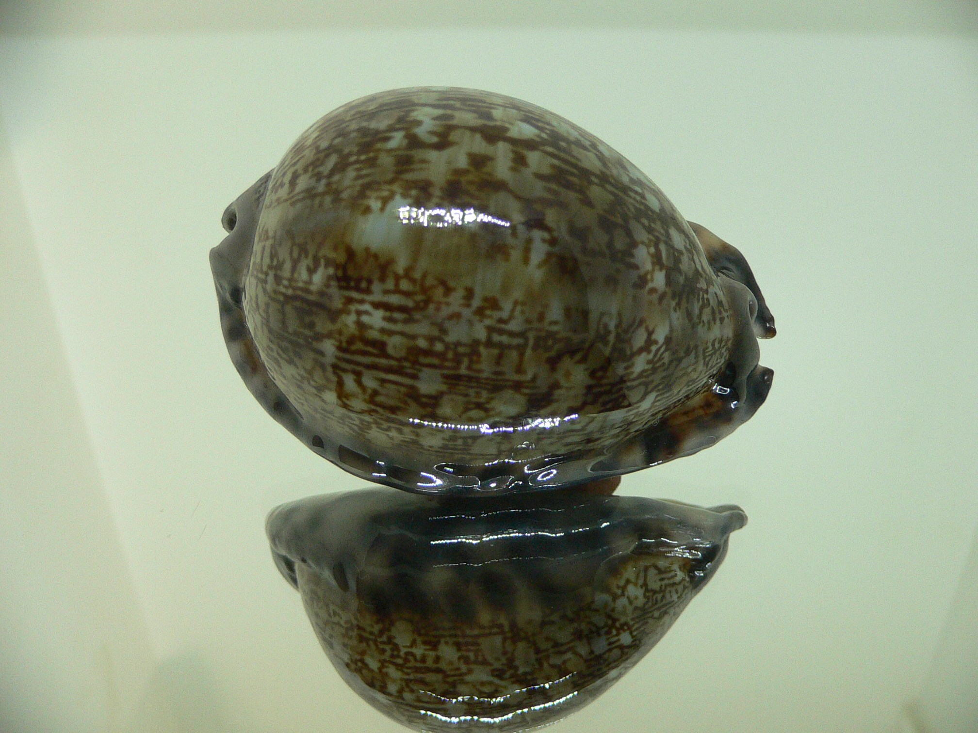 Cypraea gibba vandammei BIG, WIDE & COLOR BASE