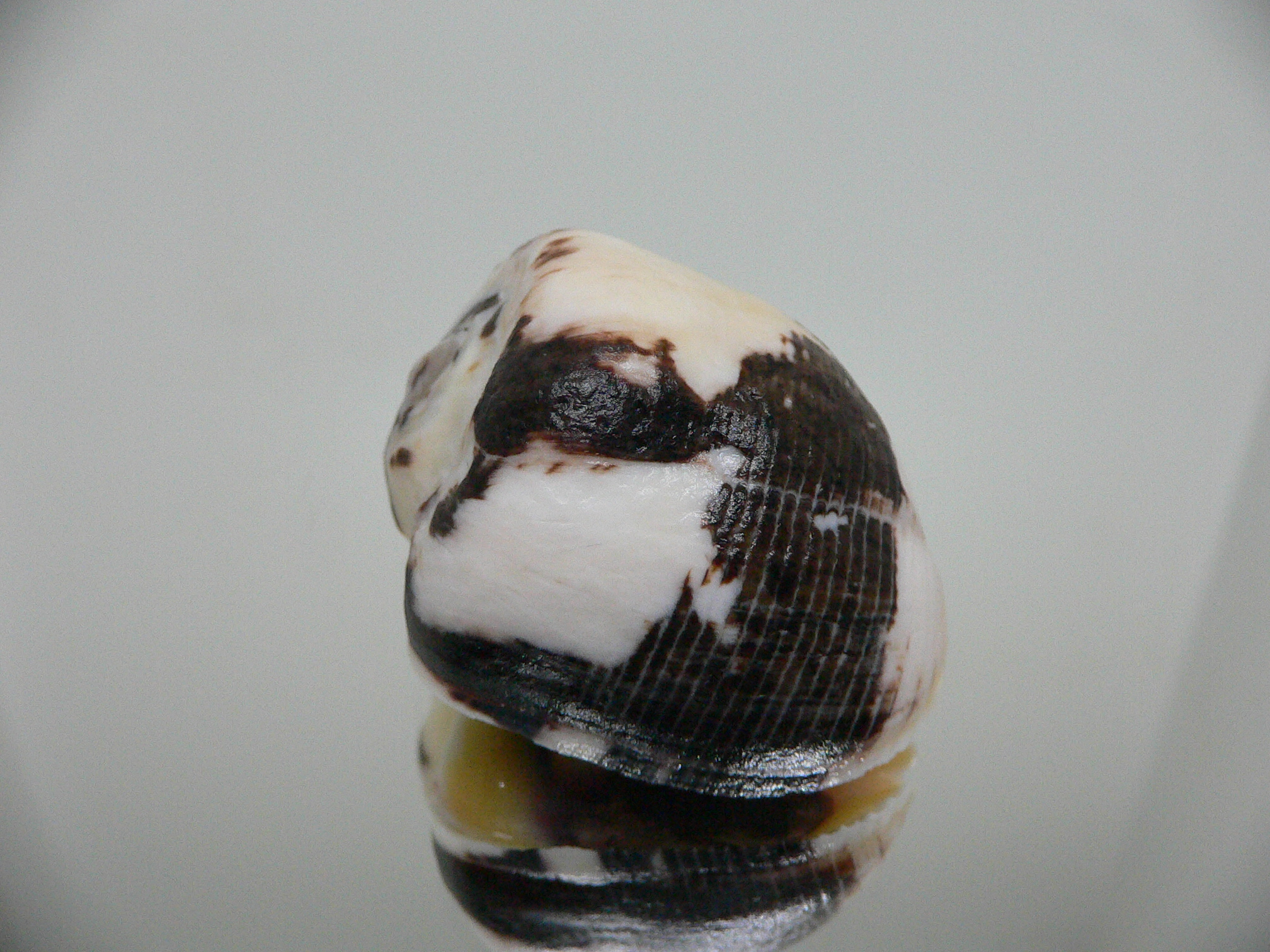 Vasula melones BLACK-WHITE