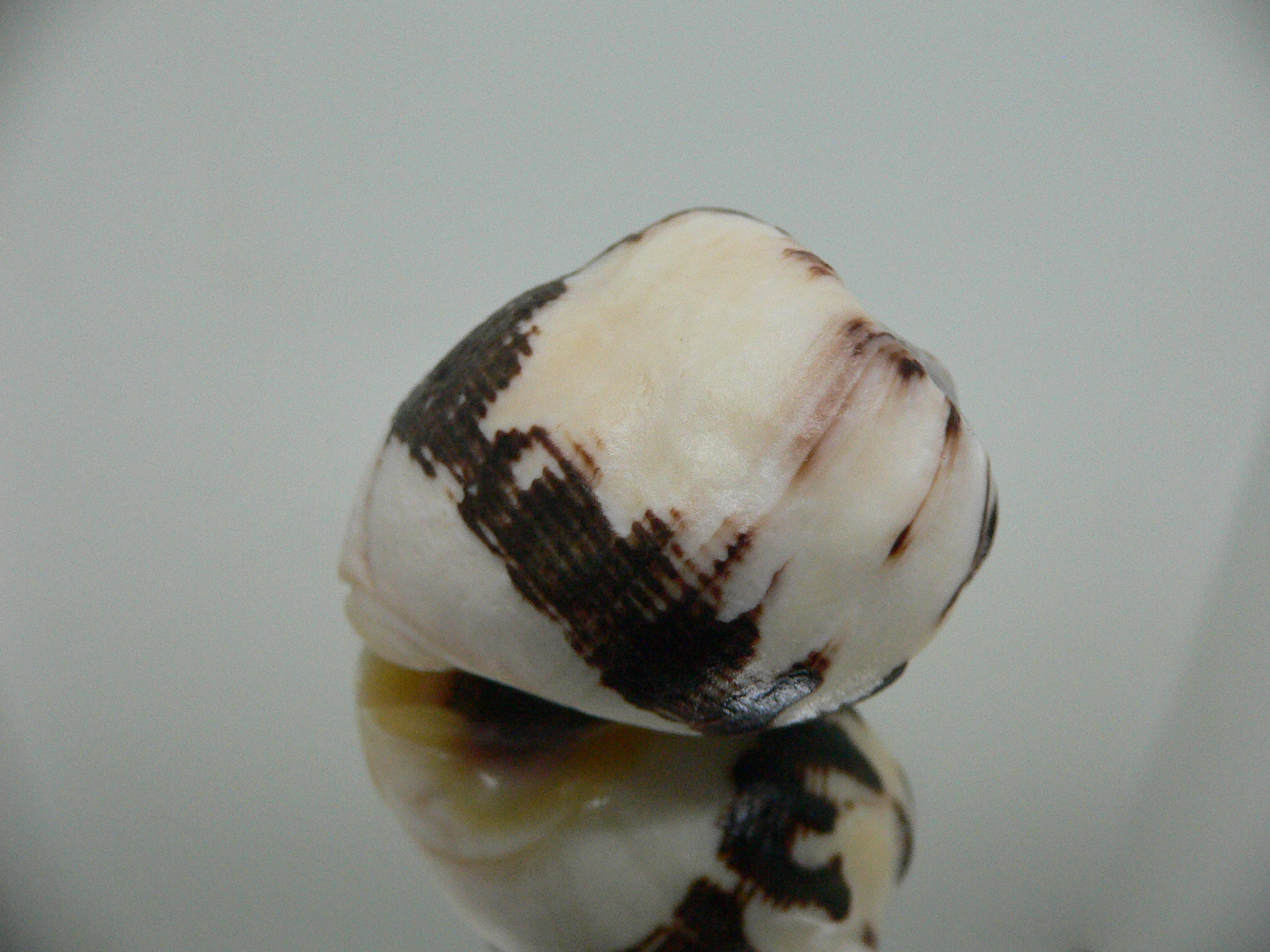 Vasula melones BLACK-WHITE