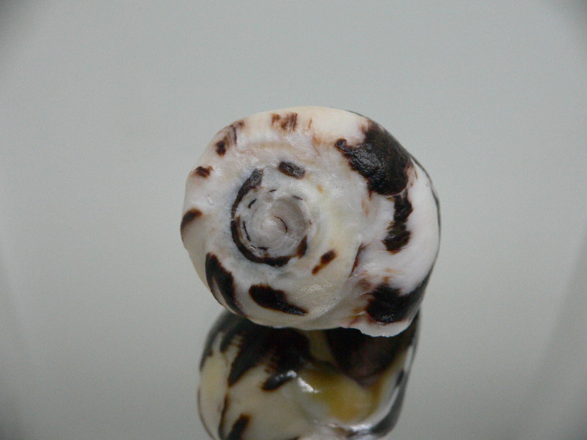 Vasula melones BLACK-WHITE