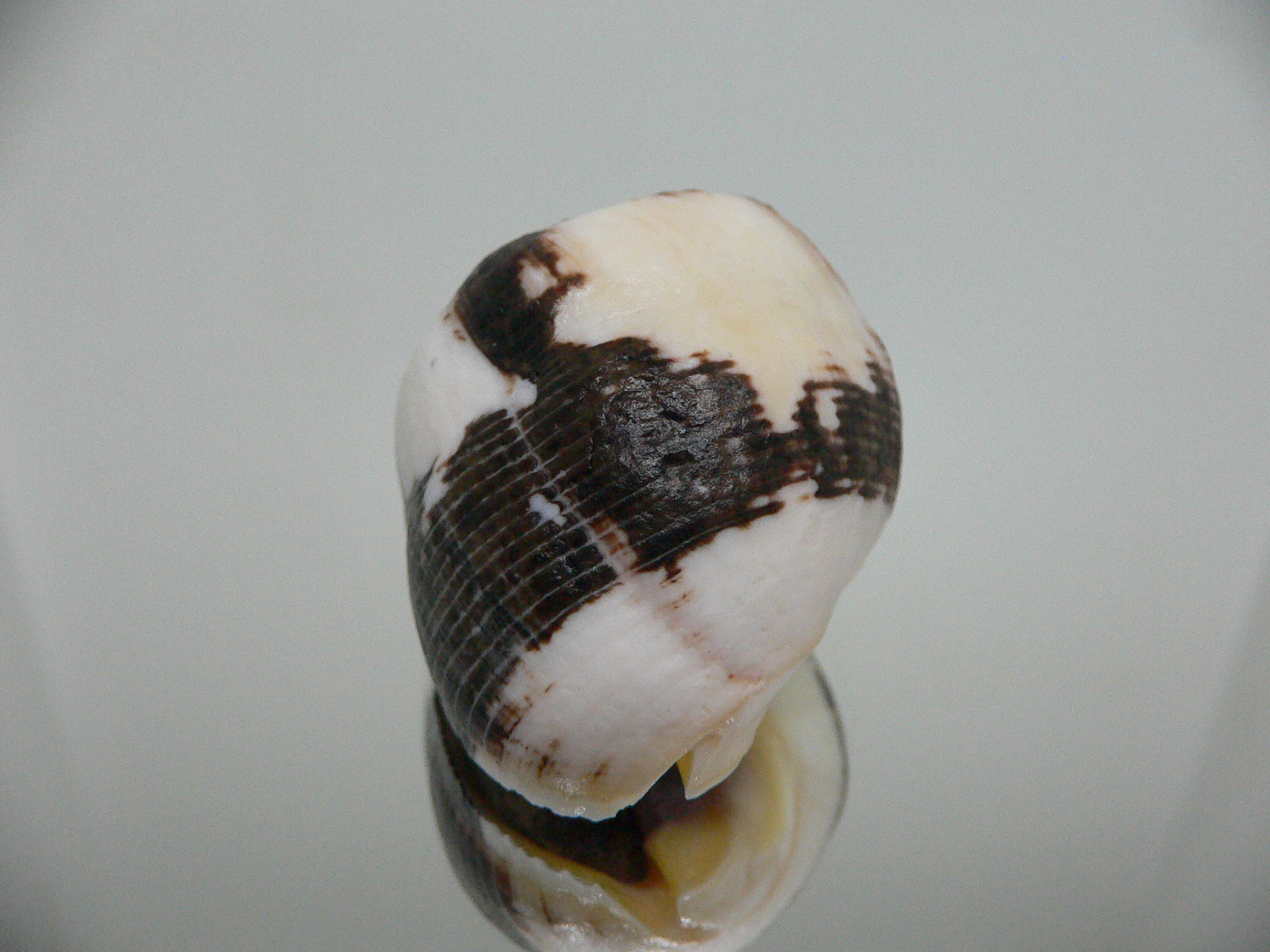 Vasula melones BLACK-WHITE