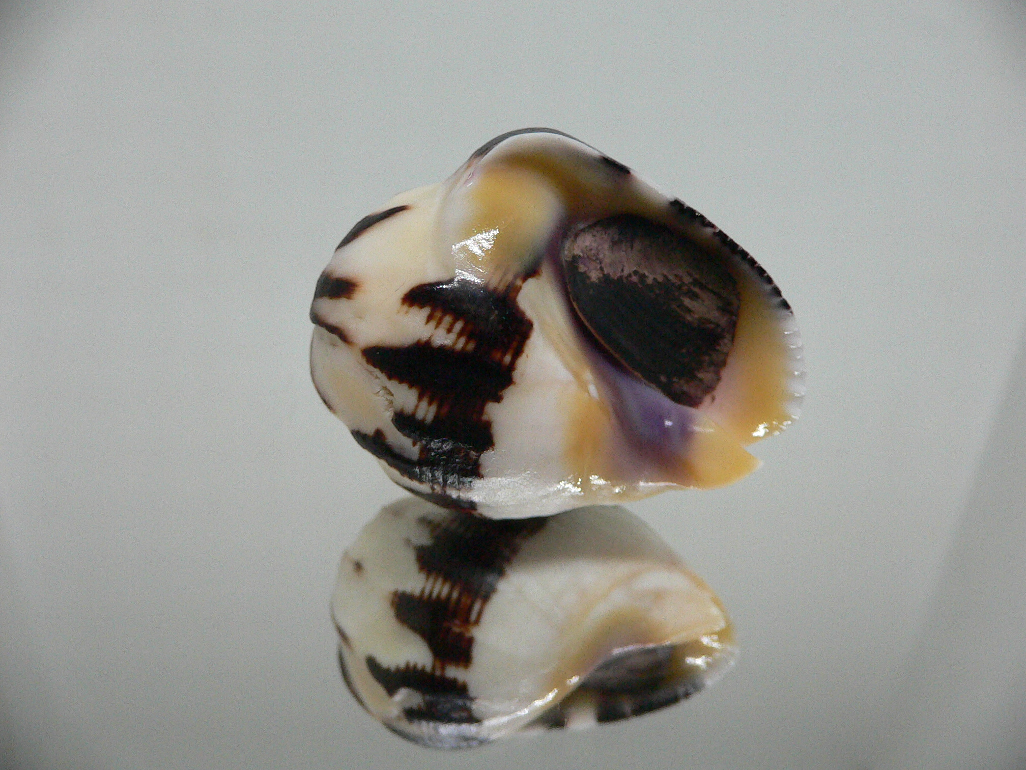 Vasula melones BLACK-WHITE