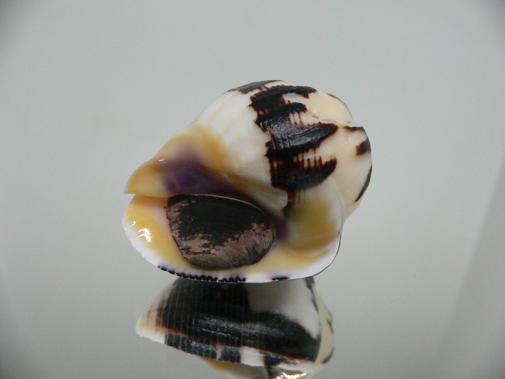 Vasula melones BLACK-WHITE