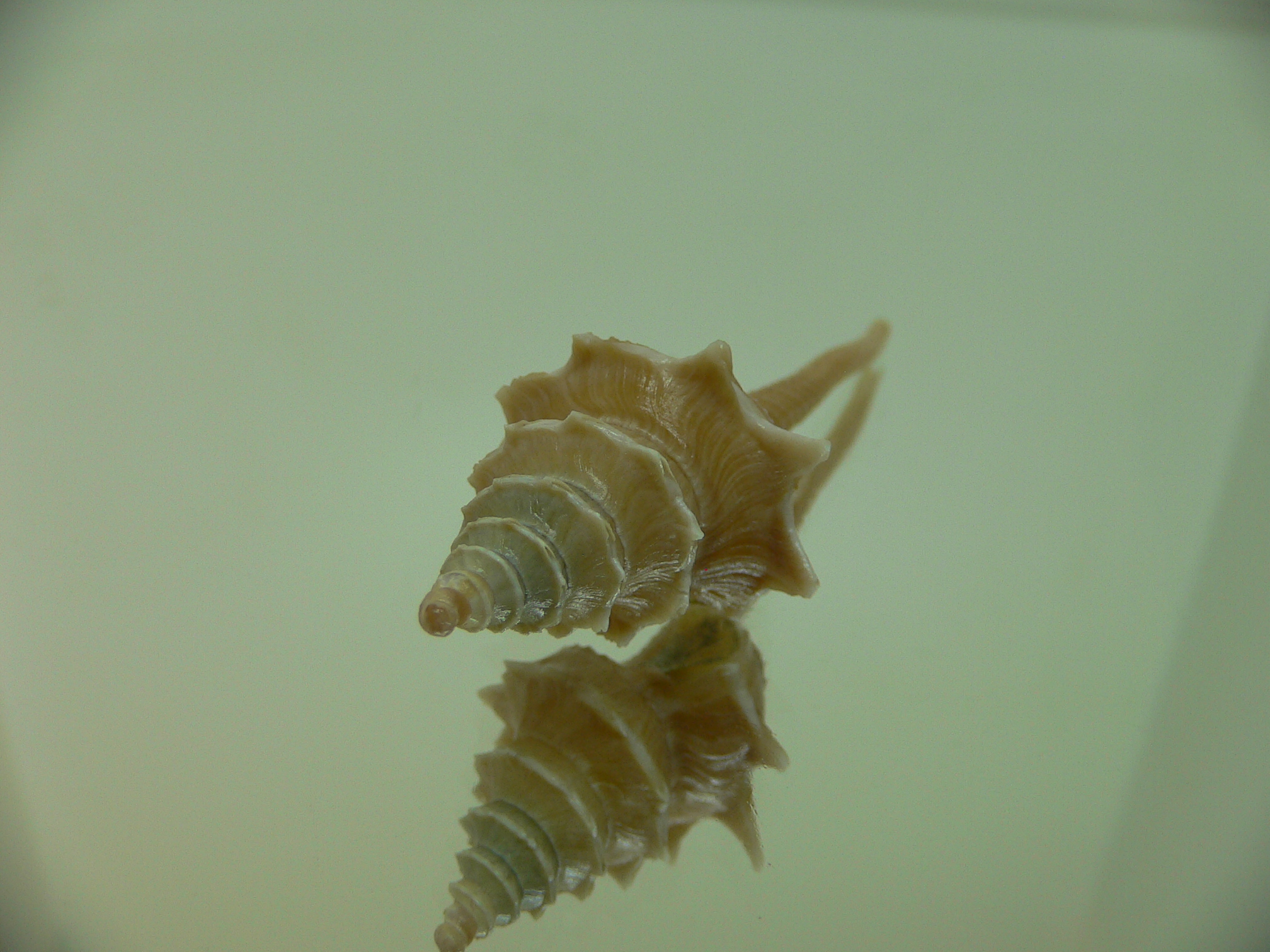 Columbarium pagoda stellatum BIG