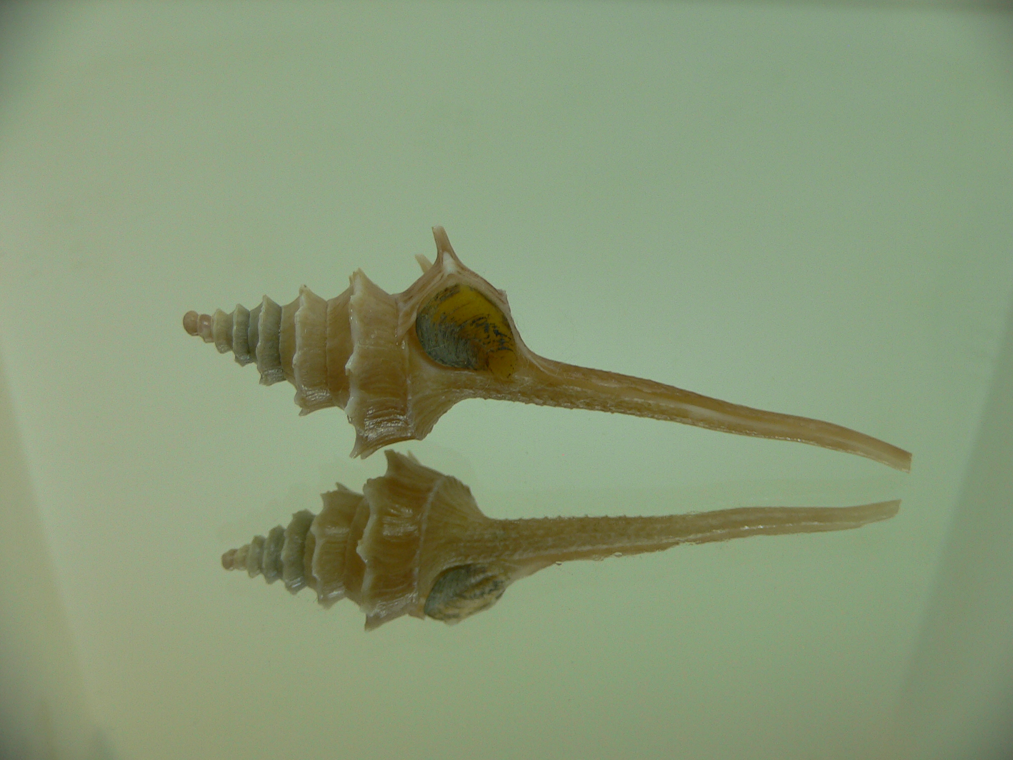 Columbarium pagoda stellatum BIG
