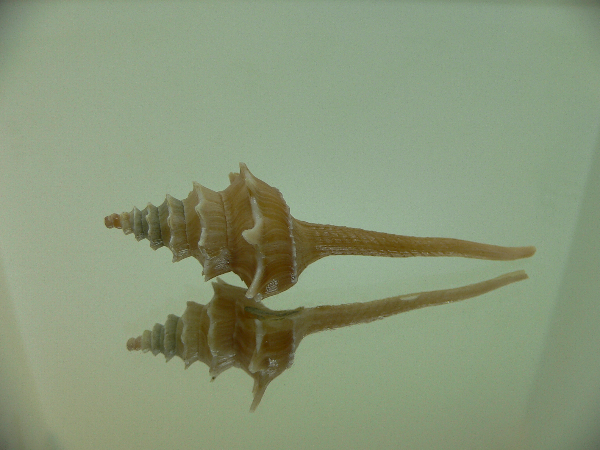 Columbarium pagoda stellatum BIG