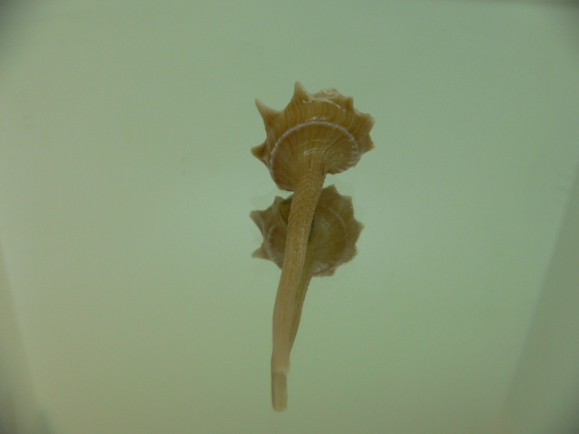 Columbarium pagoda stellatum BIG