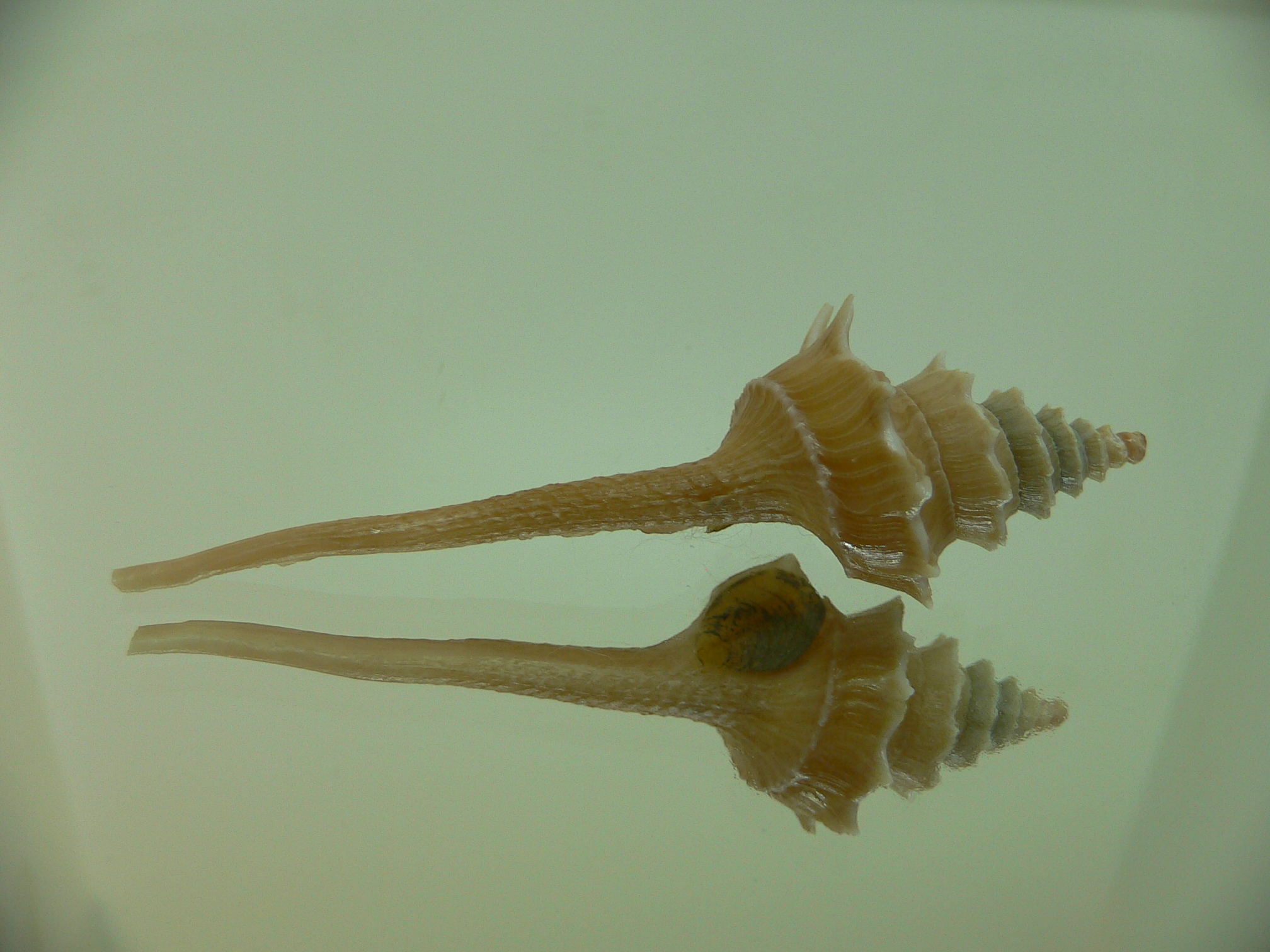 Columbarium pagoda stellatum BIG