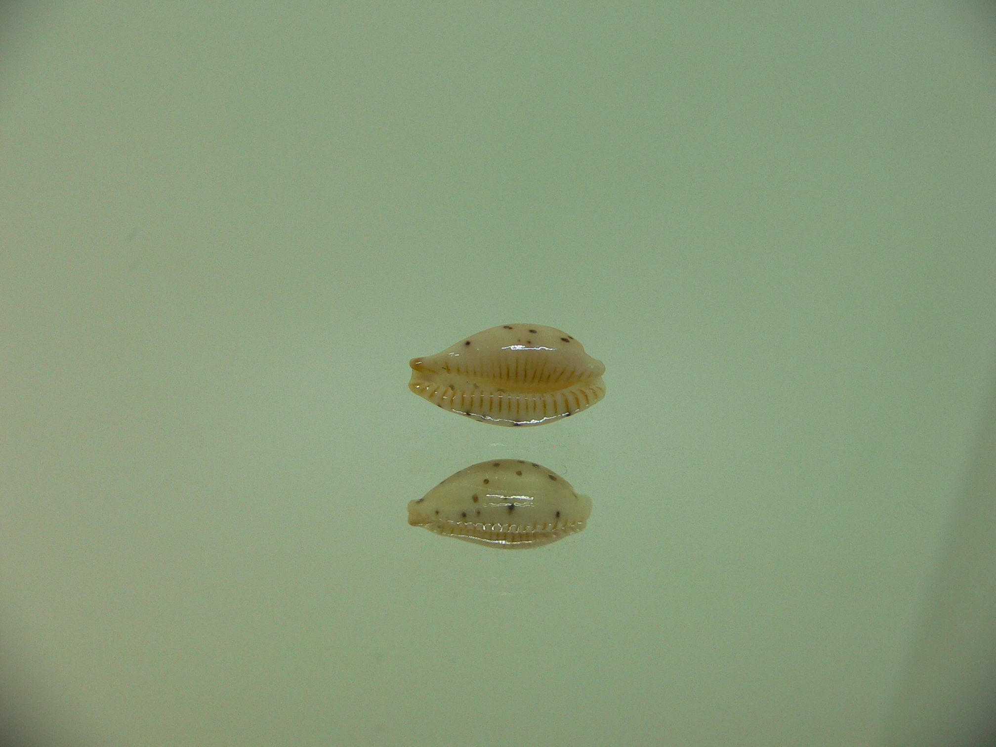 Cypraea punctata fusula (var.)
