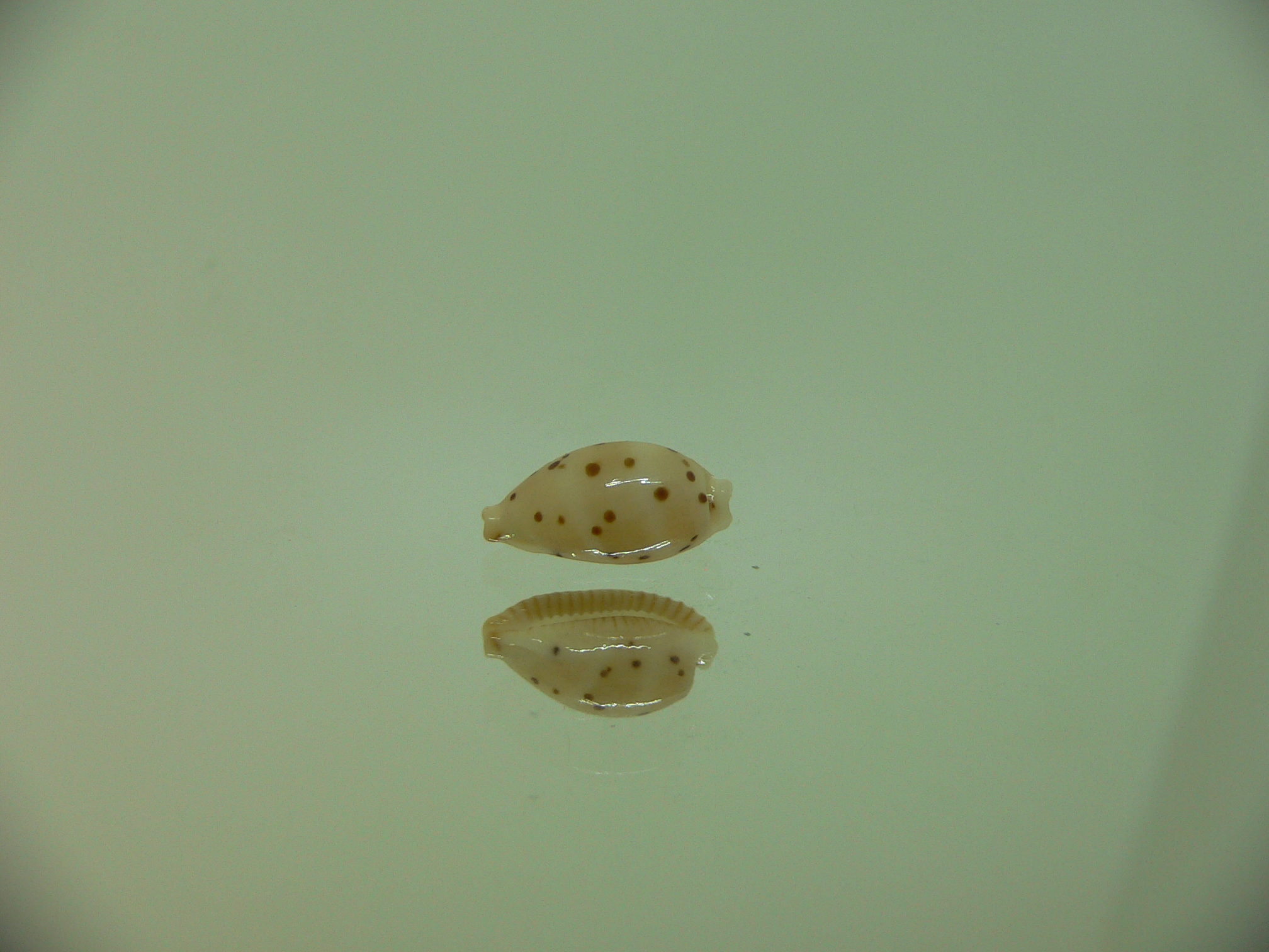 Cypraea punctata fusula (var.)