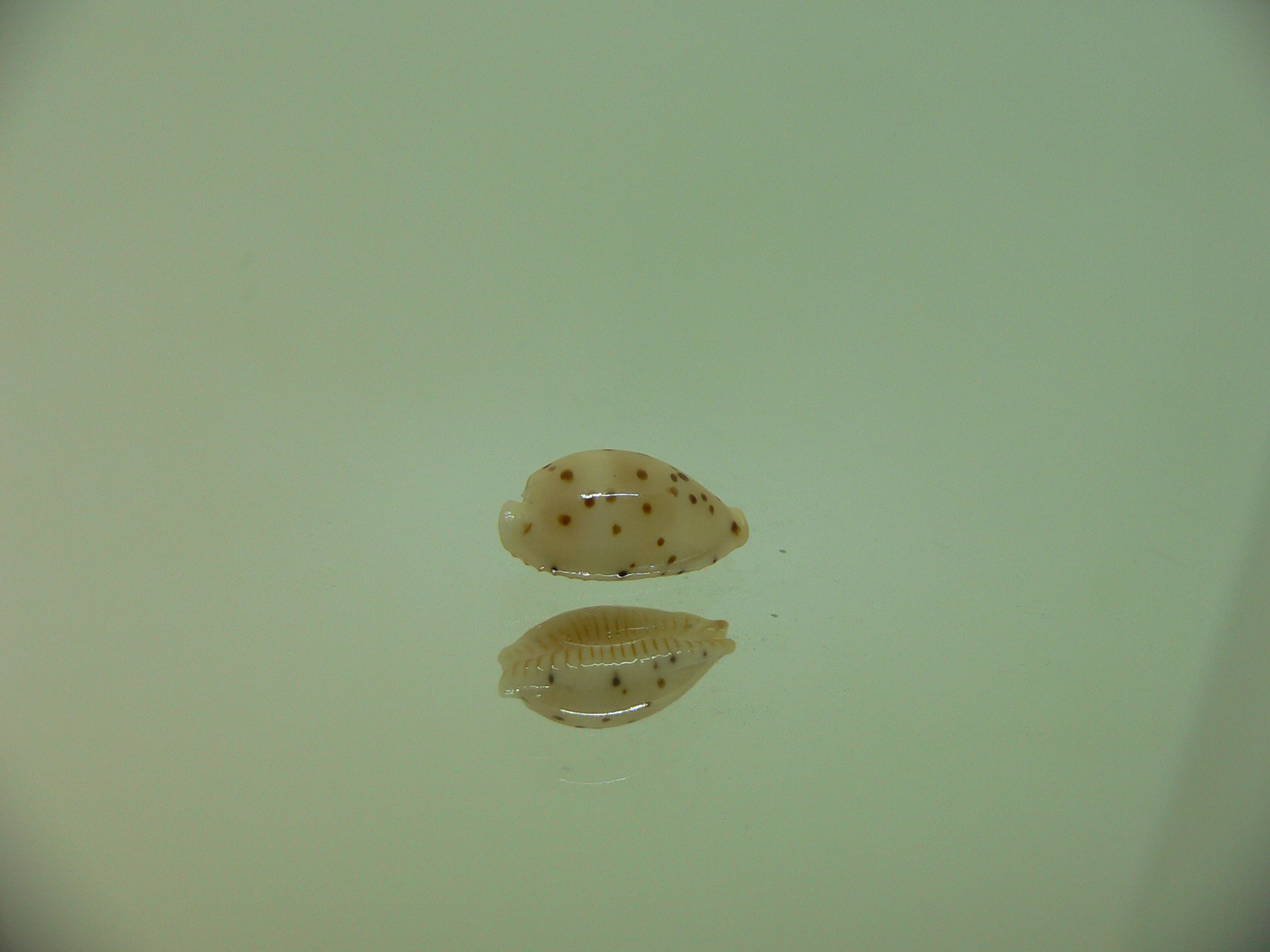 Cypraea punctata fusula (var.)