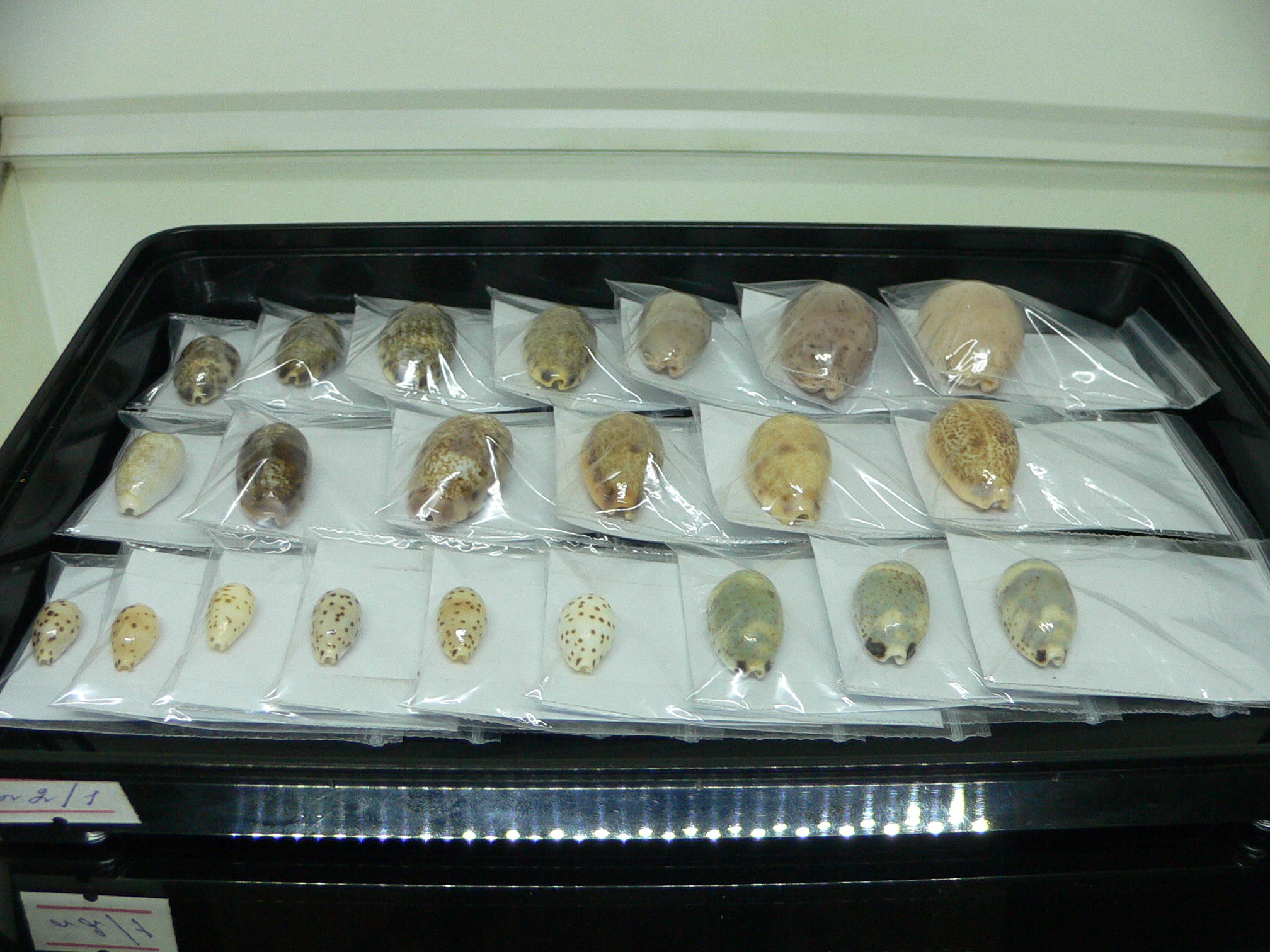Cypraea punctata fusula (var.)