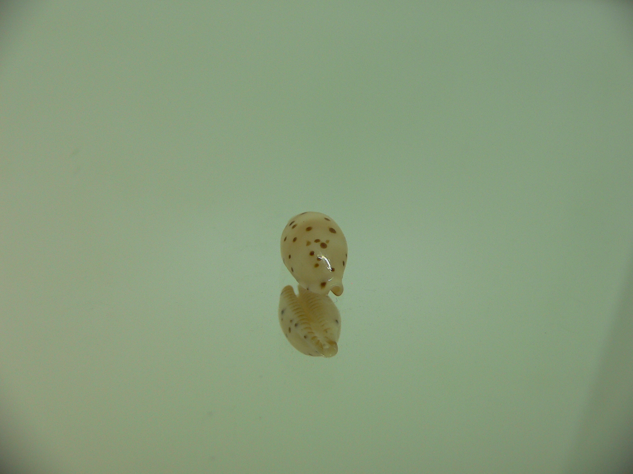 Cypraea punctata fusula (var.)