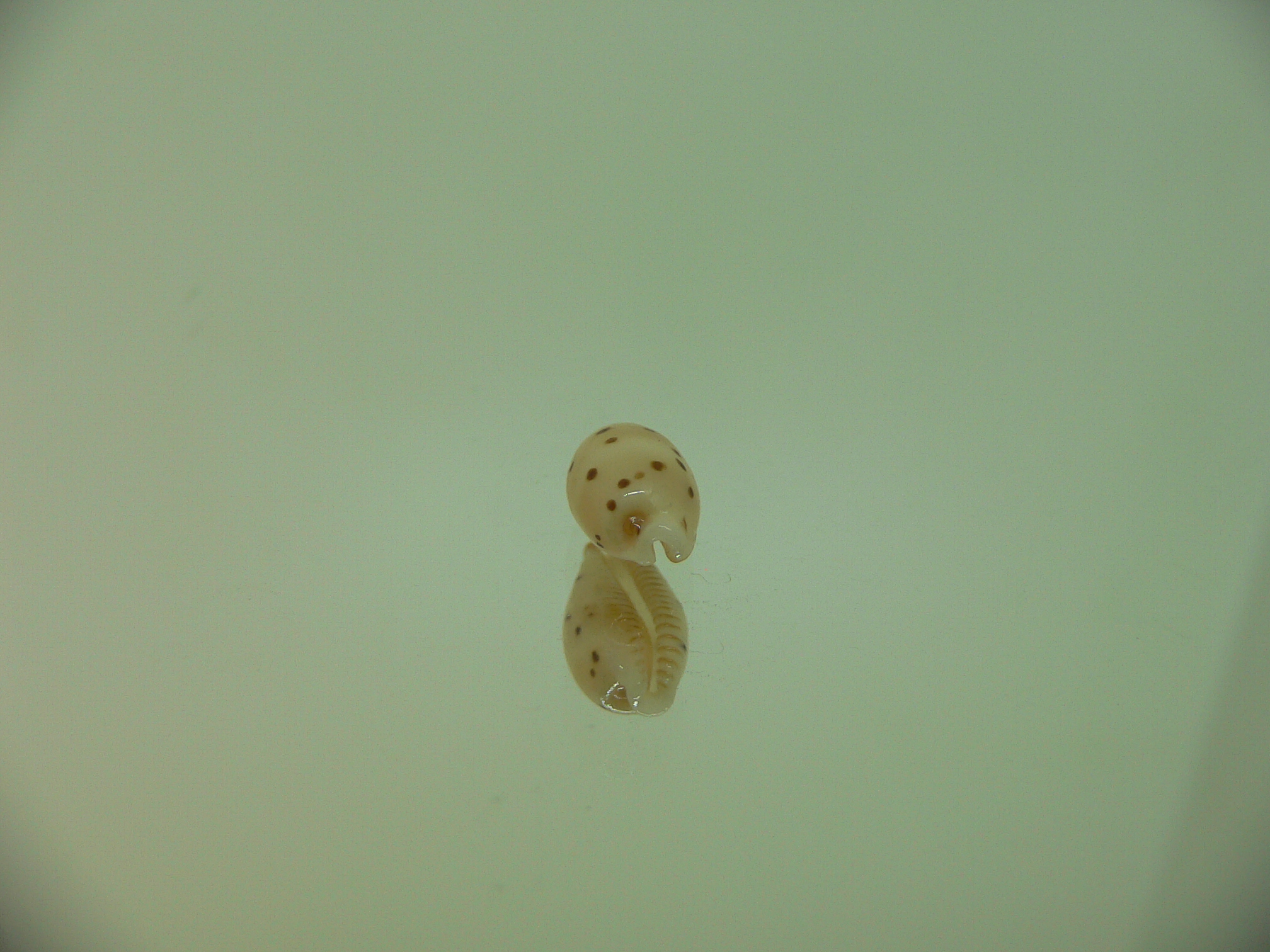 Cypraea punctata fusula (var.)