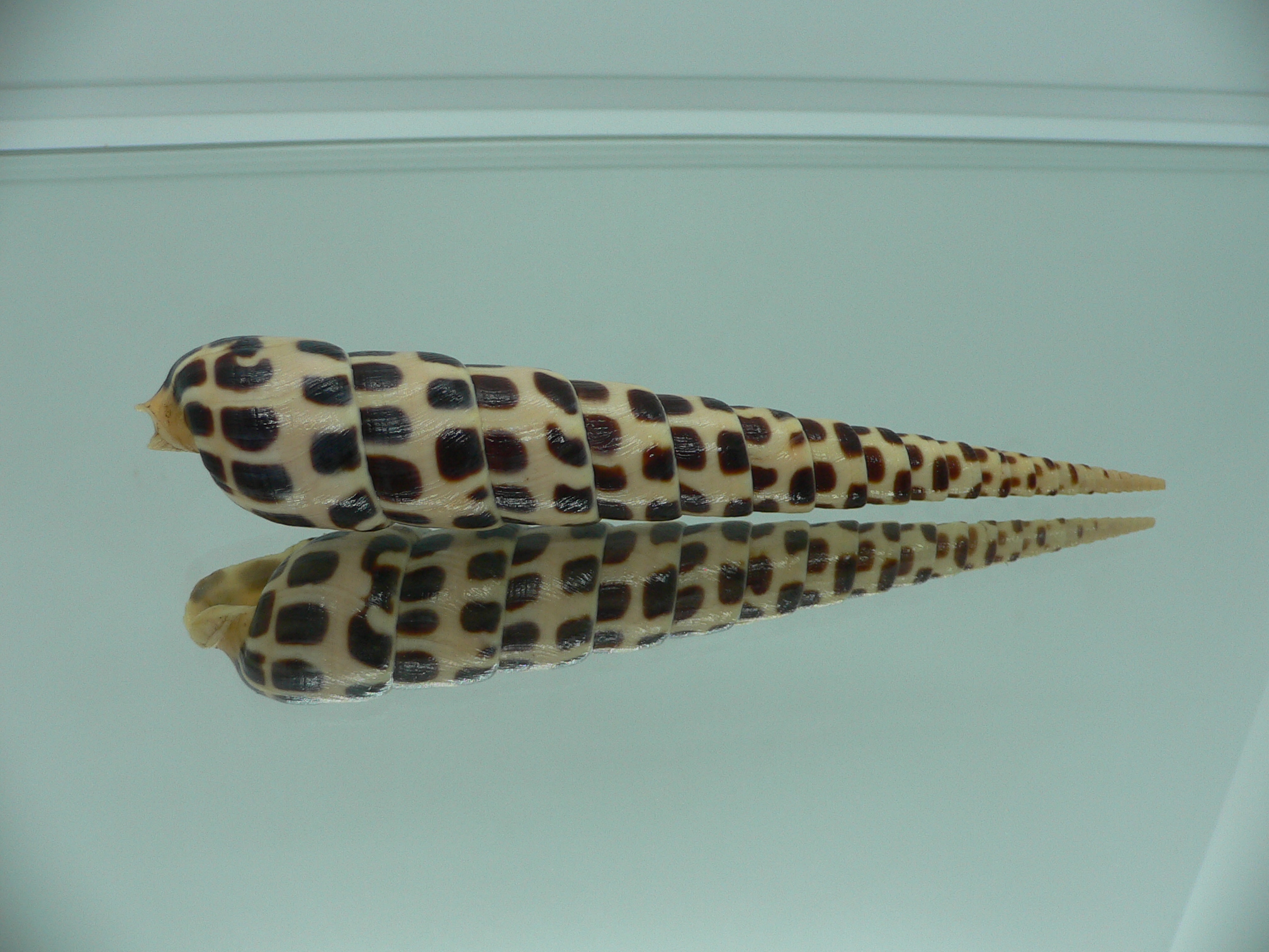 Terebra subulata MOTLEY