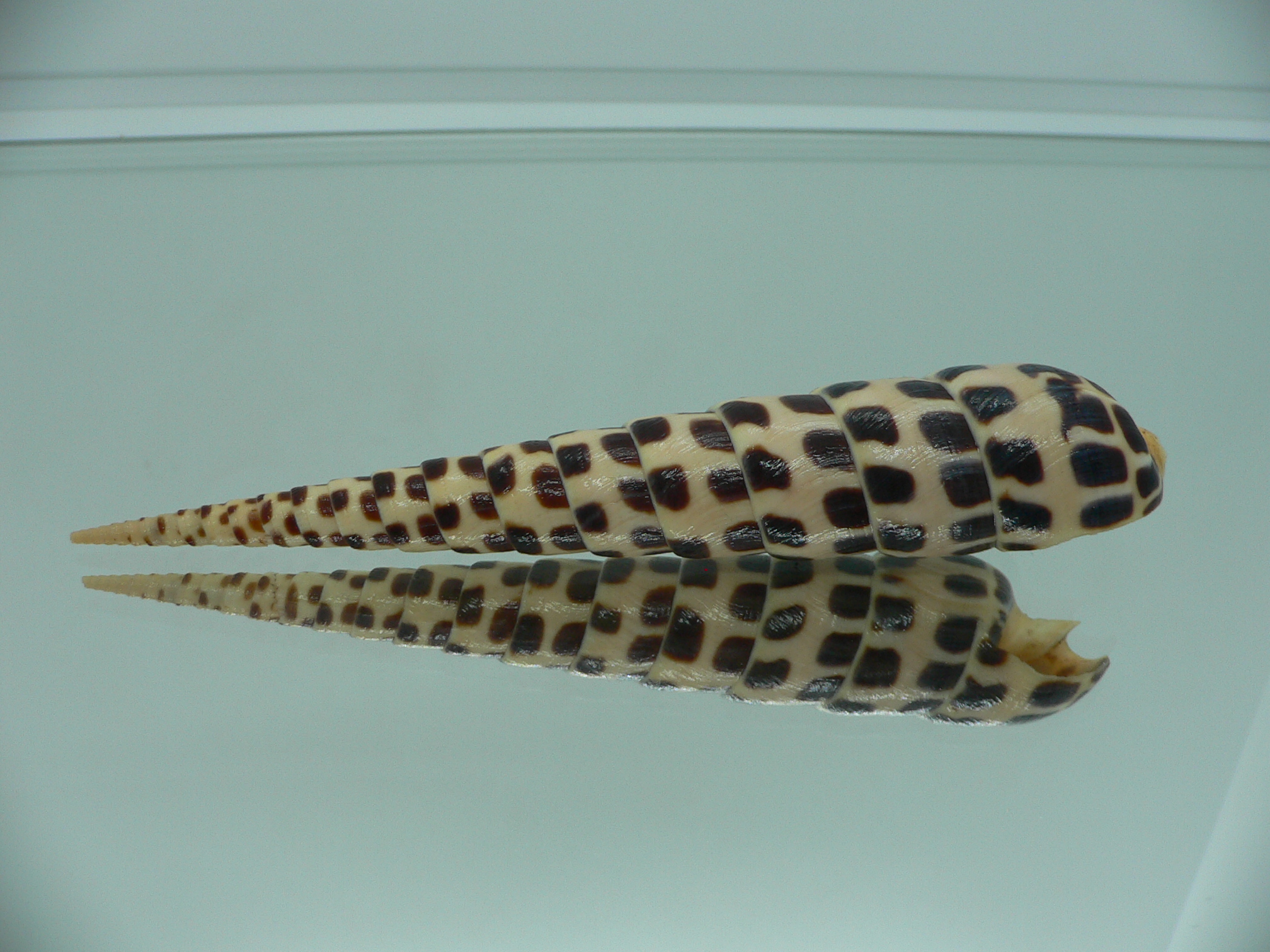 Terebra subulata MOTLEY