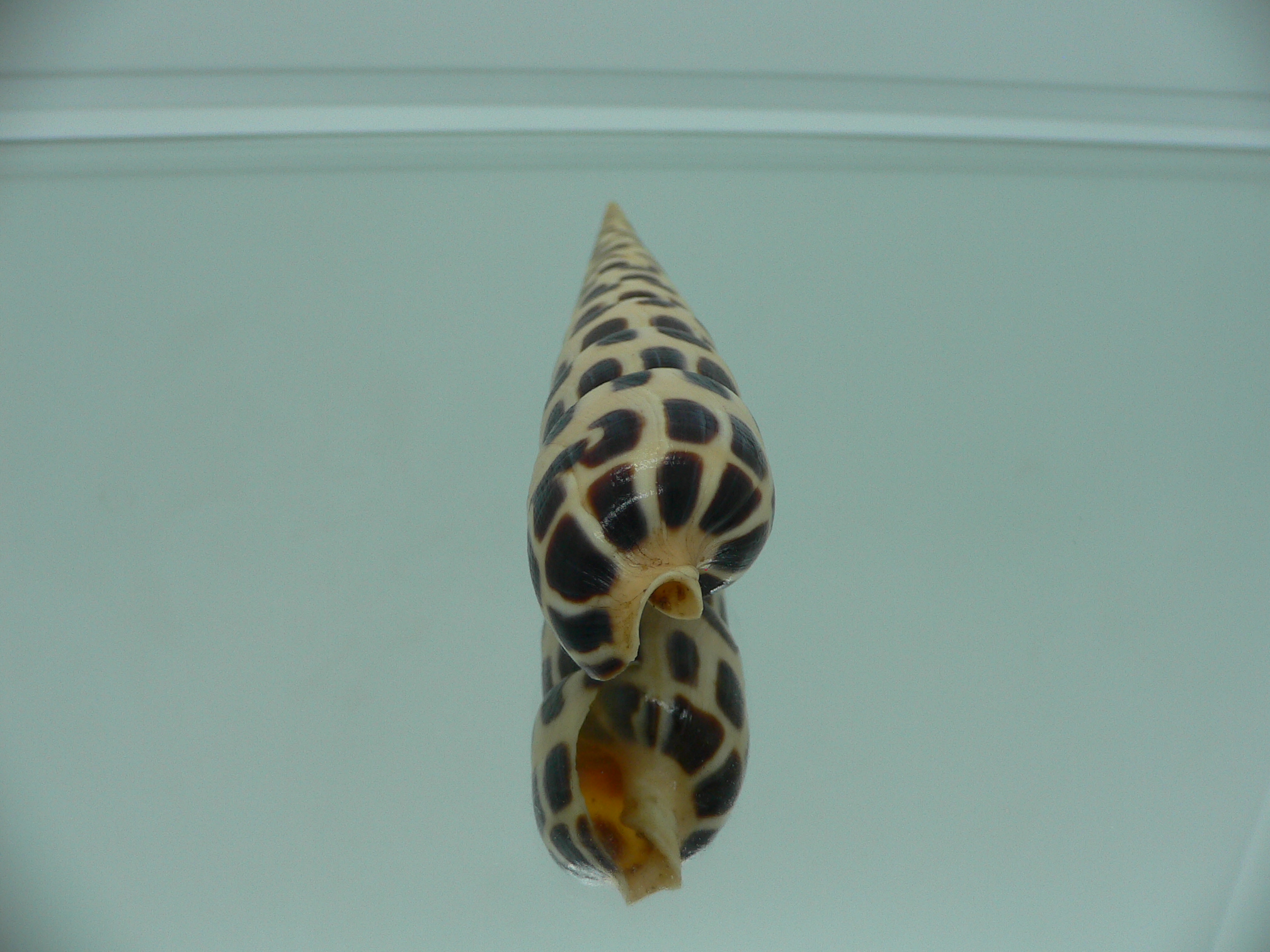 Terebra subulata MOTLEY