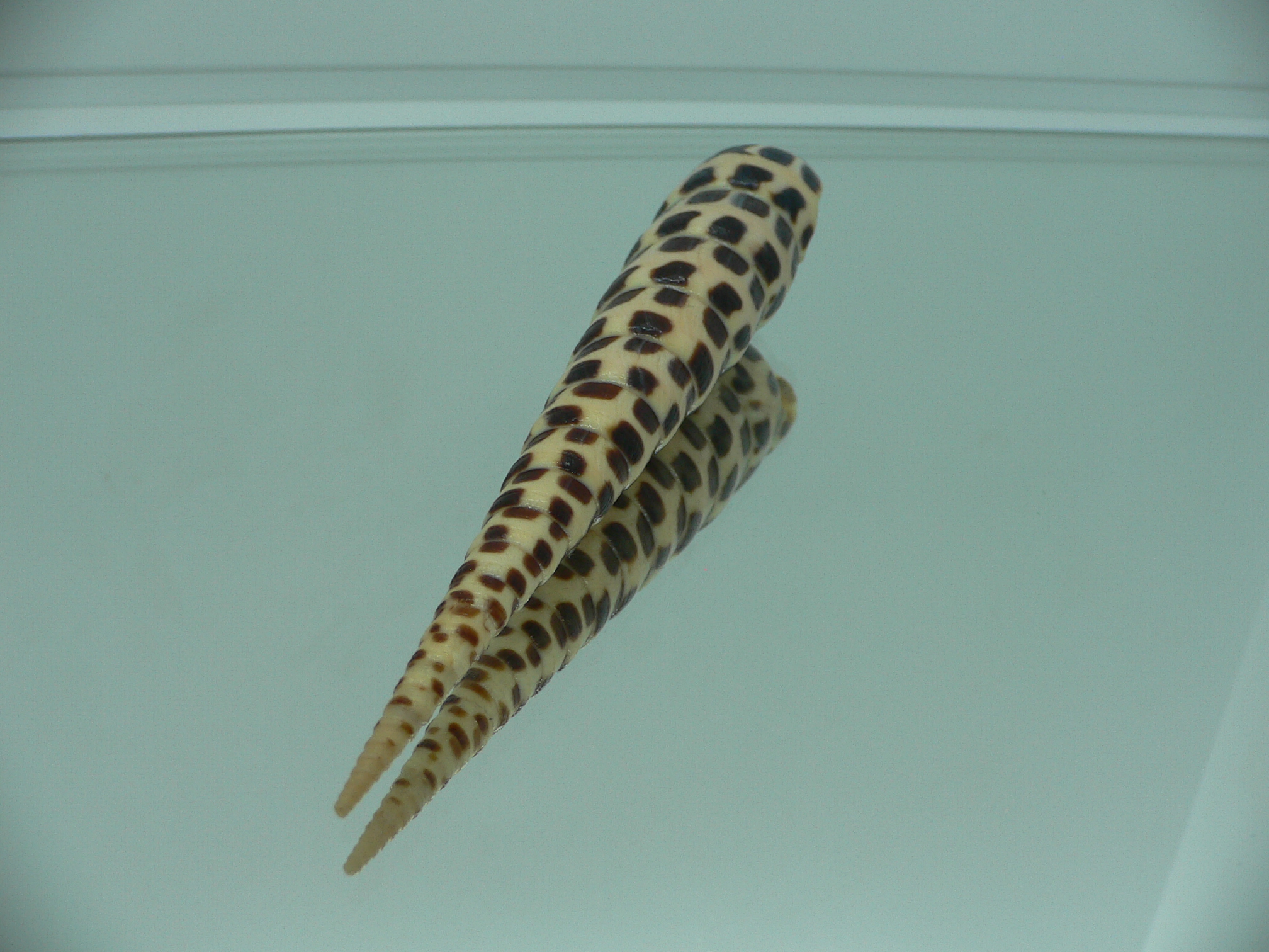 Terebra subulata MOTLEY