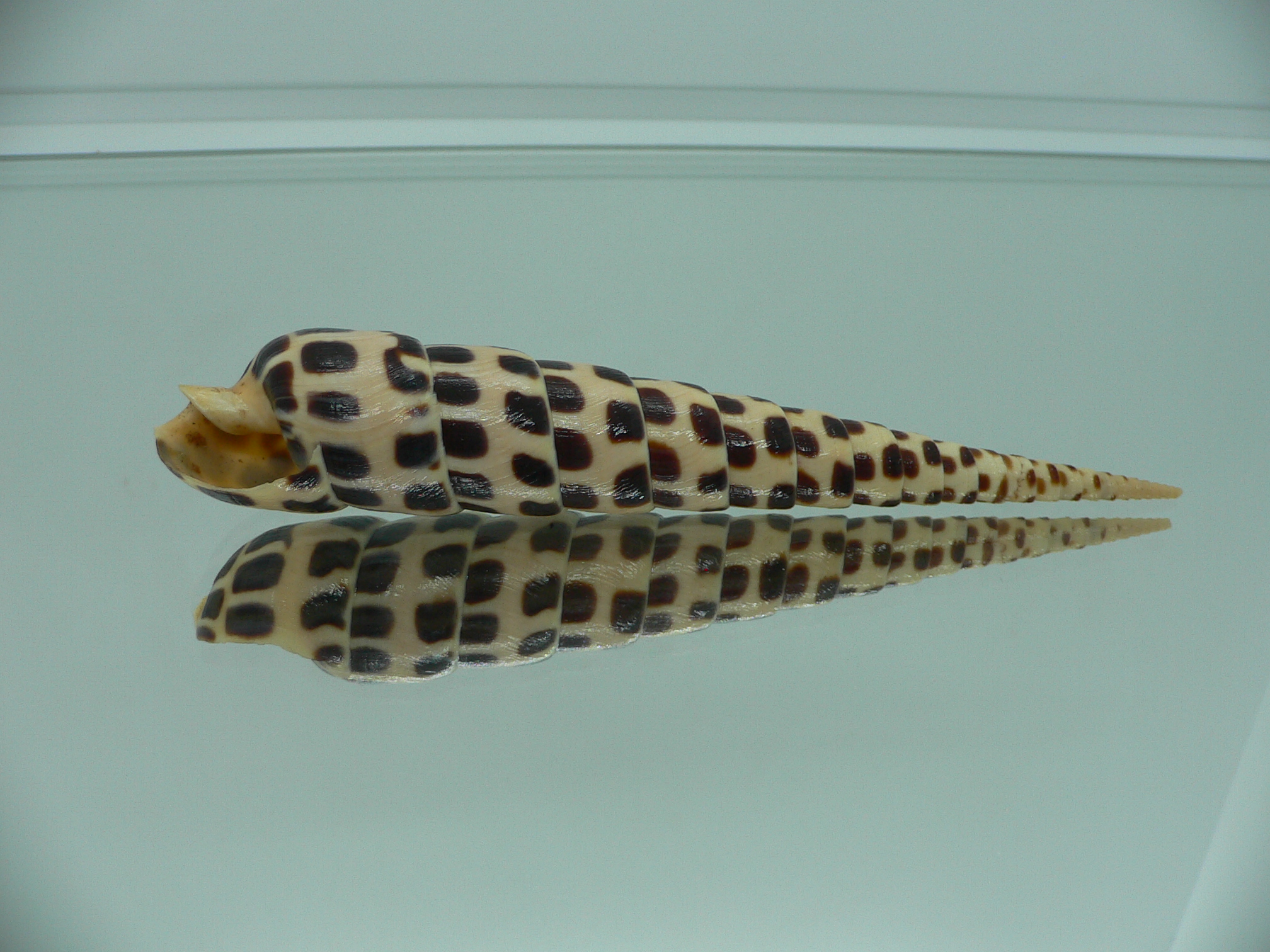 Terebra subulata MOTLEY