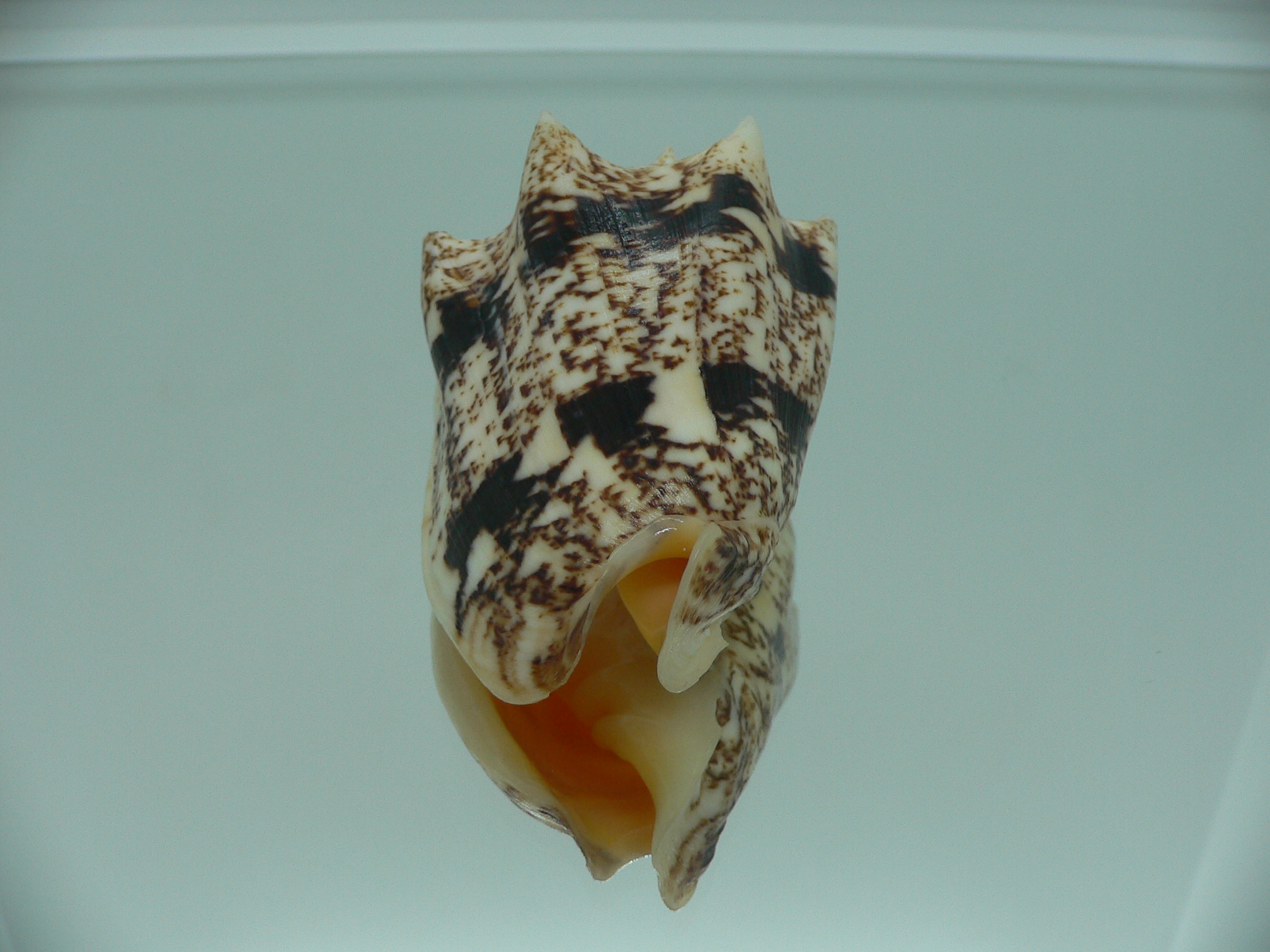 Cymbiola chrysostoma VERY BIG ENDEMIC