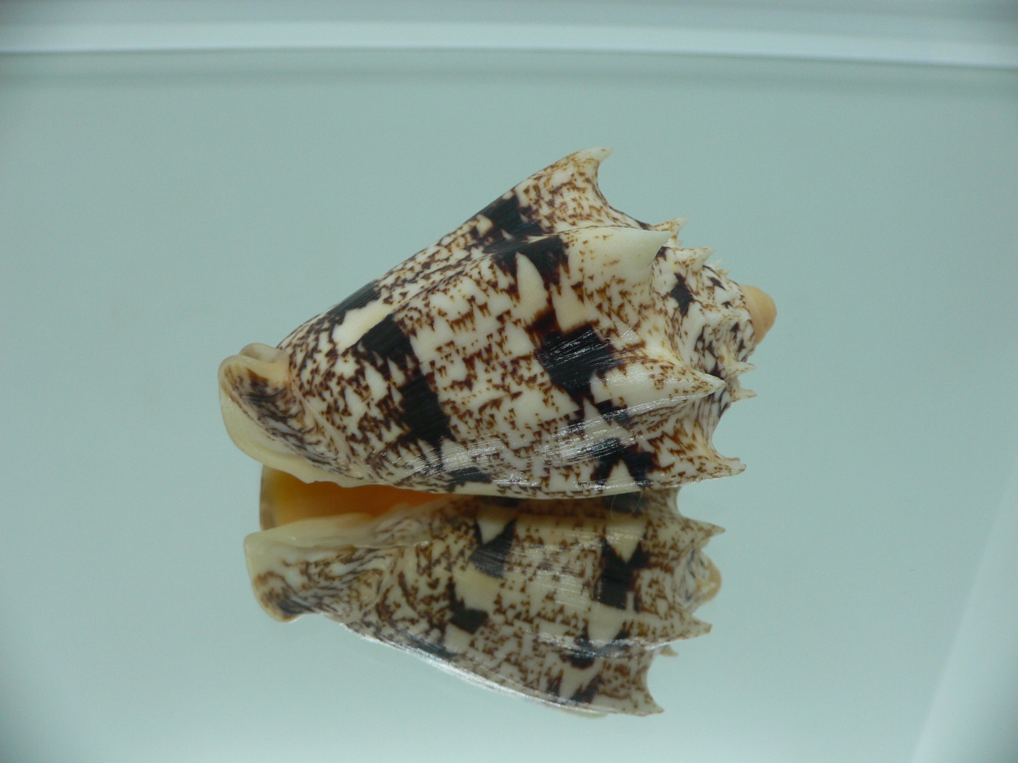 Cymbiola chrysostoma VERY BIG ENDEMIC