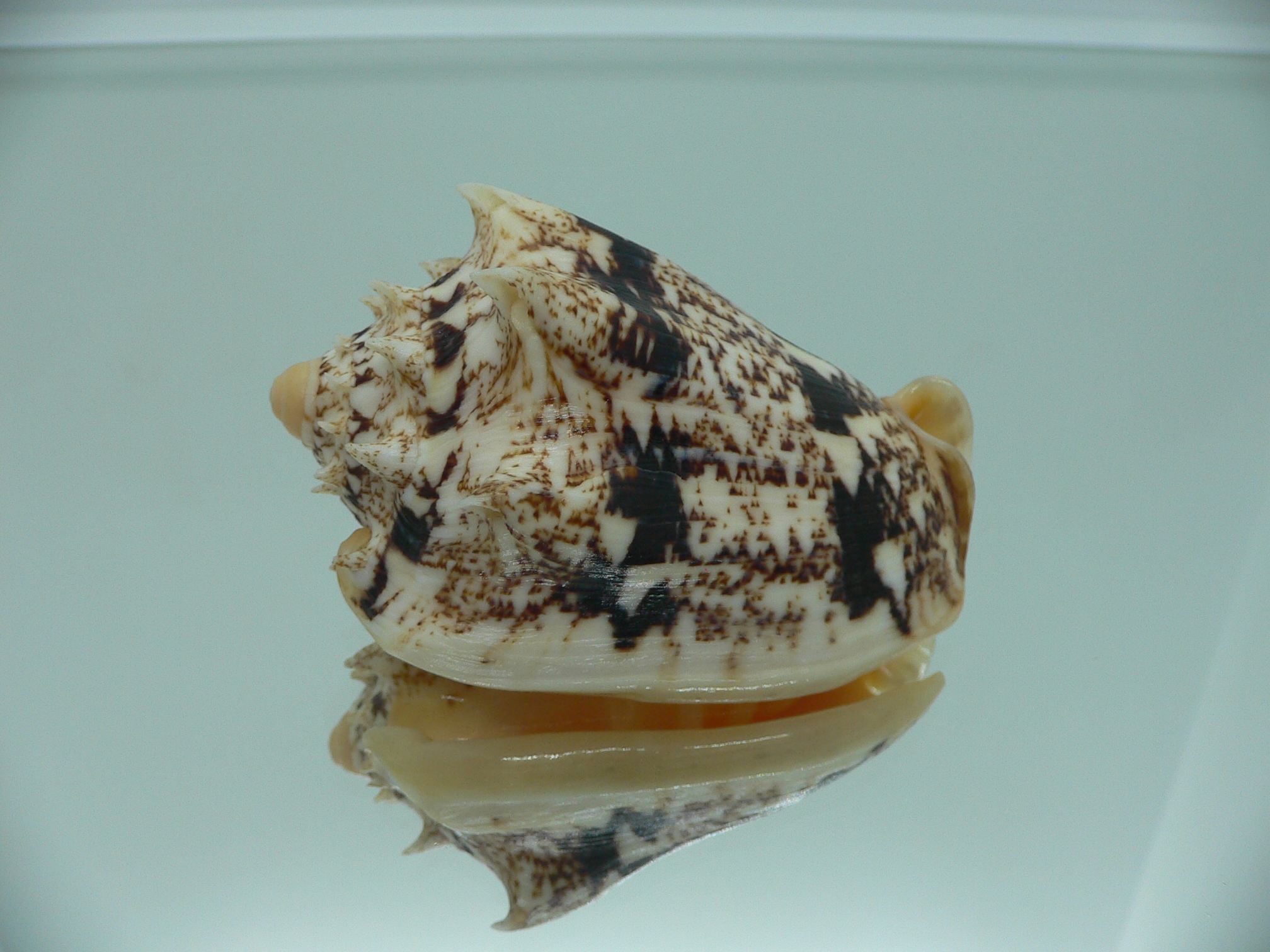 Cymbiola chrysostoma VERY BIG ENDEMIC