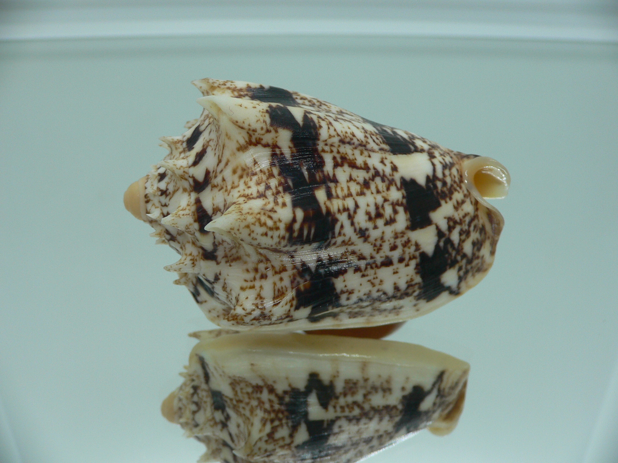 Cymbiola chrysostoma VERY BIG ENDEMIC