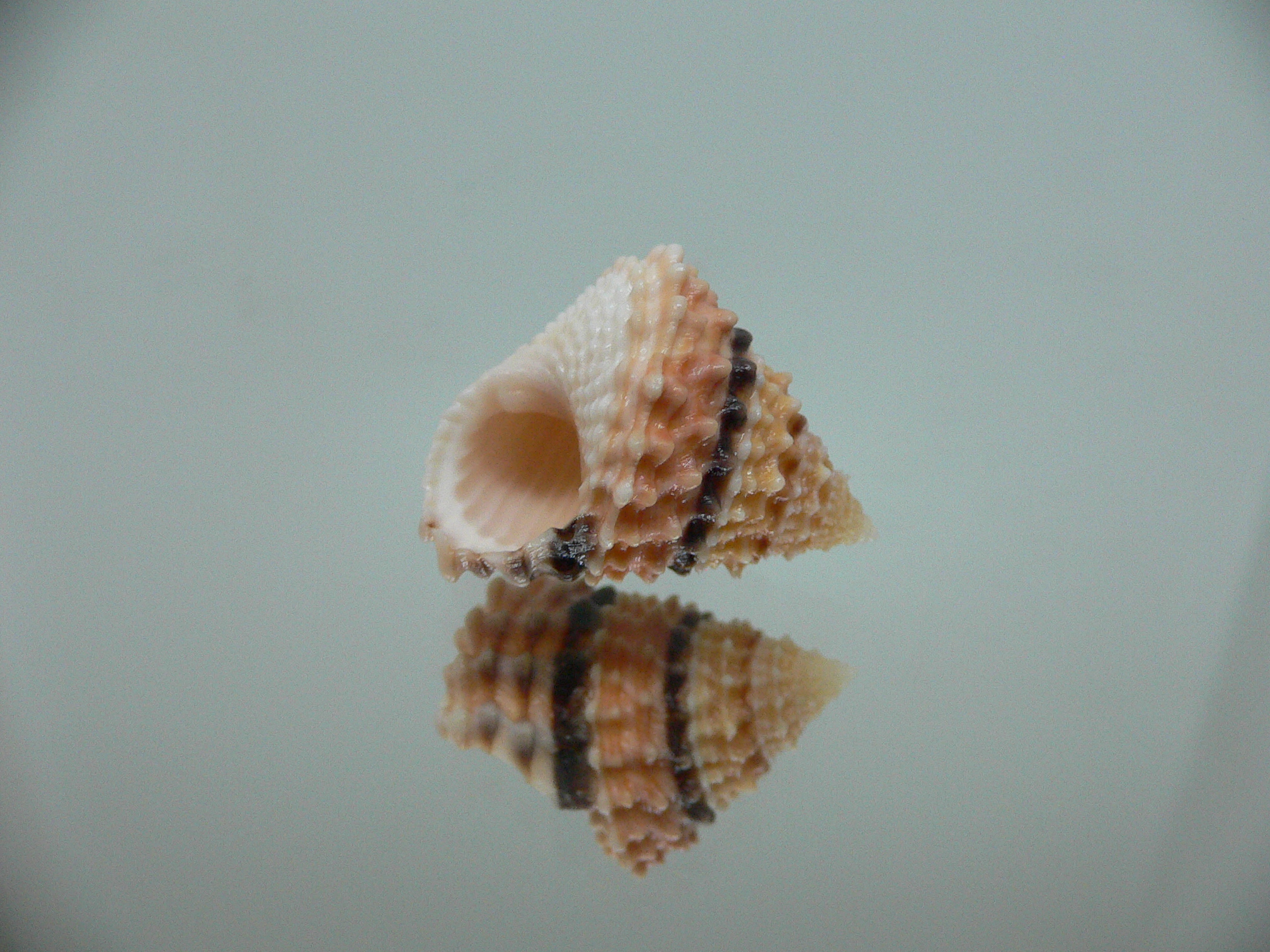 Tectarius tectumpersicum INTERESTING