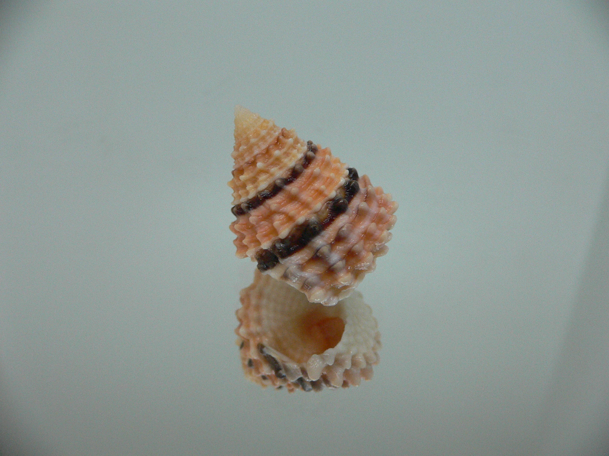 Tectarius tectumpersicum INTERESTING