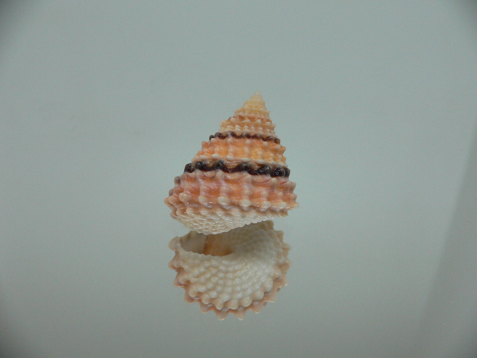 Tectarius tectumpersicum INTERESTING