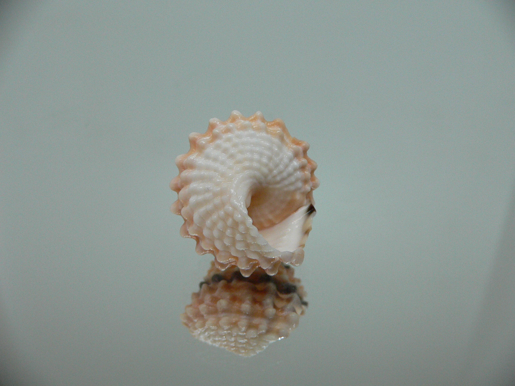 Tectarius tectumpersicum INTERESTING