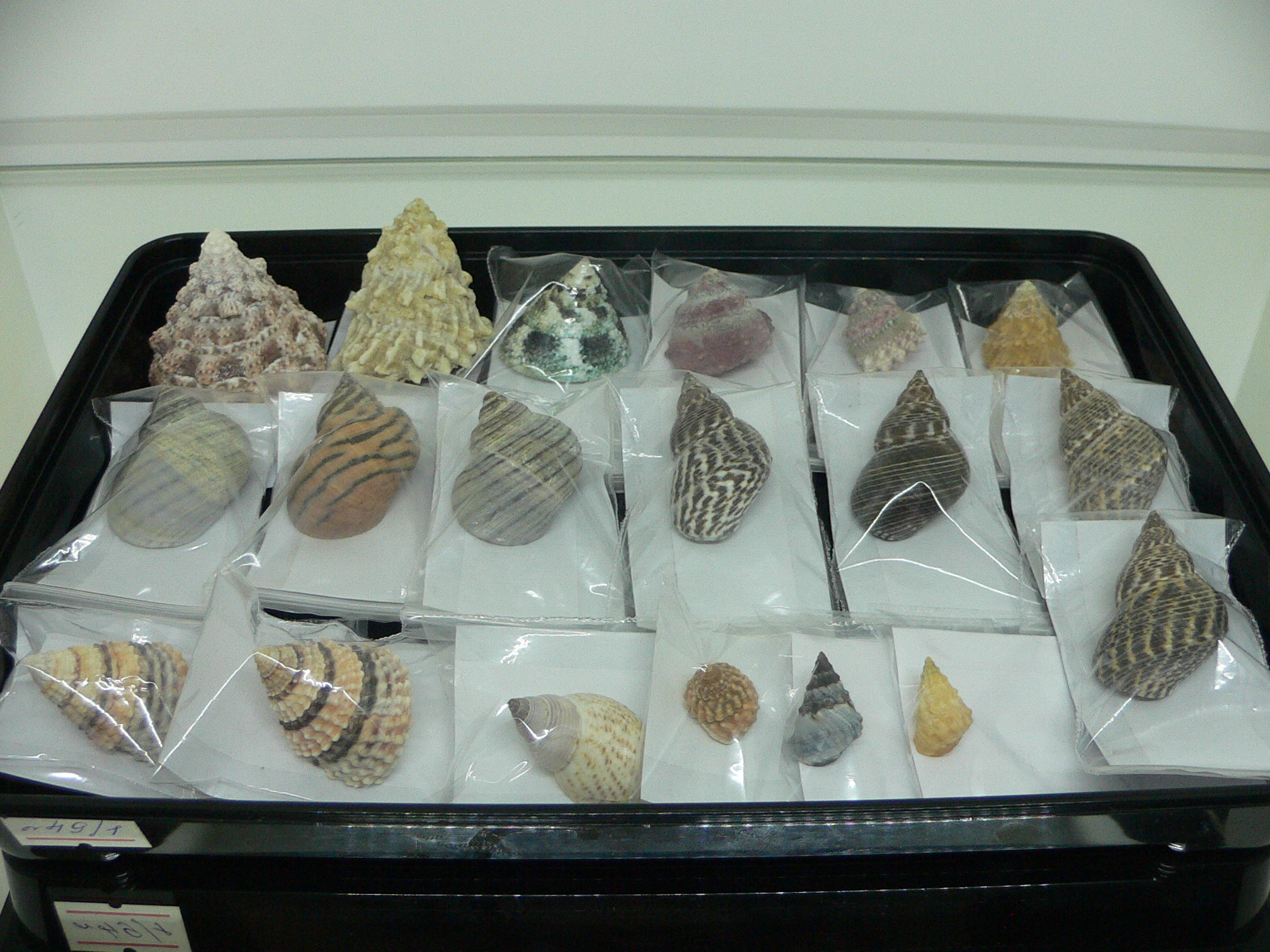 Tectarius tectumpersicum INTERESTING