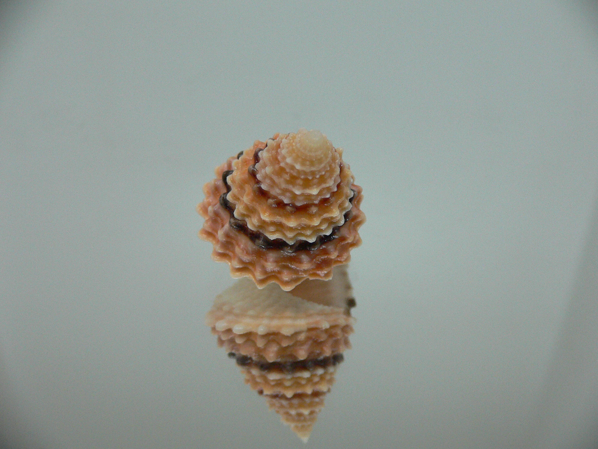 Tectarius tectumpersicum INTERESTING