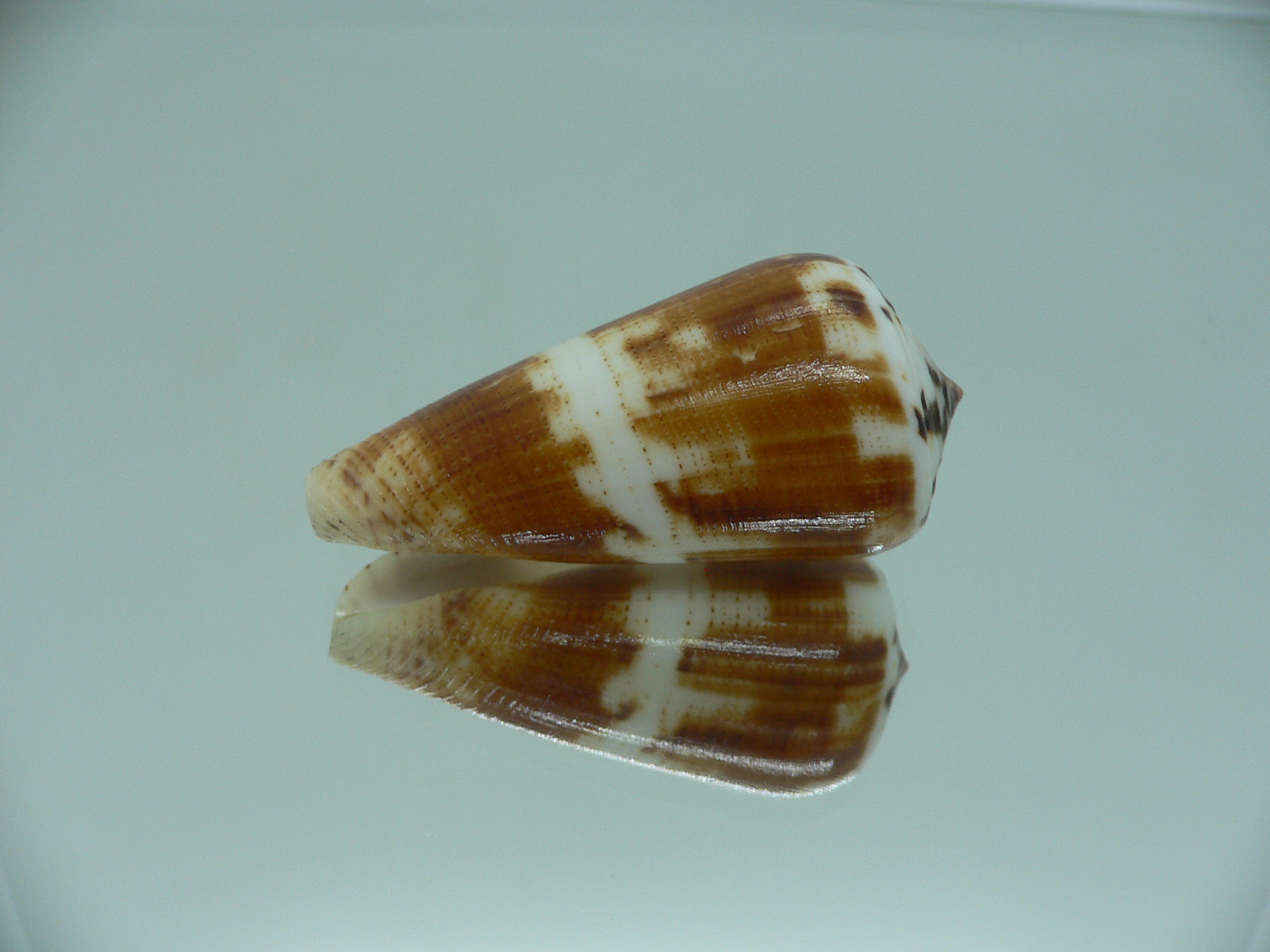 Conus magus cf. circae (var.)