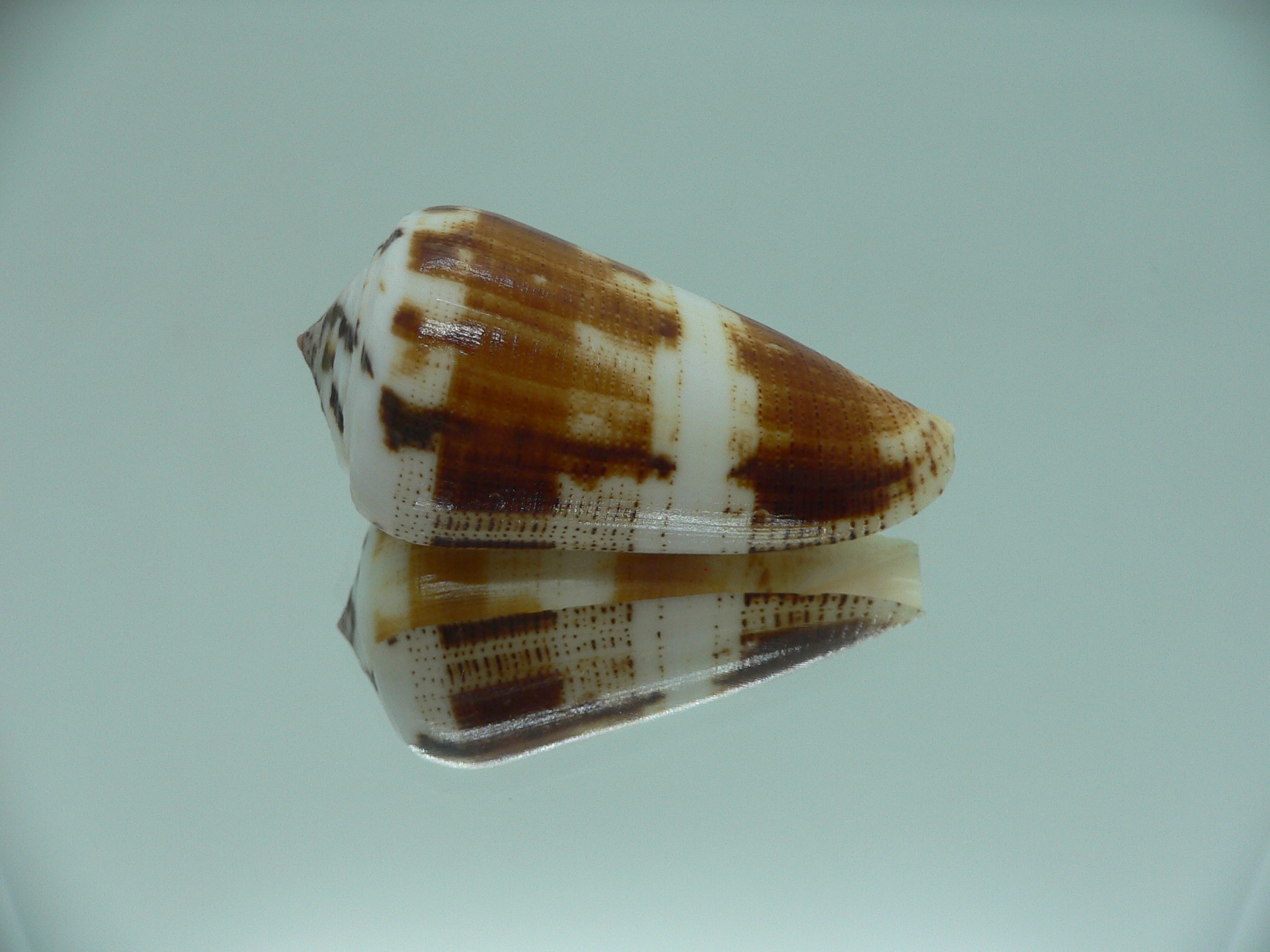 Conus magus cf. circae (var.)