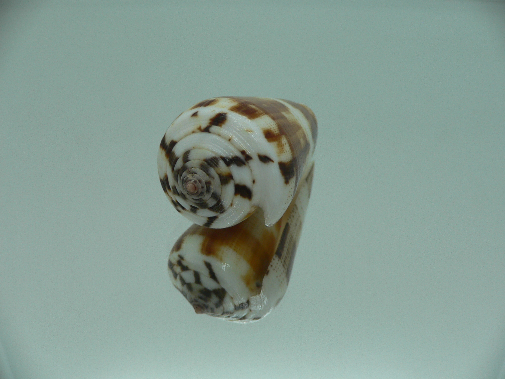 Conus magus cf. circae (var.)
