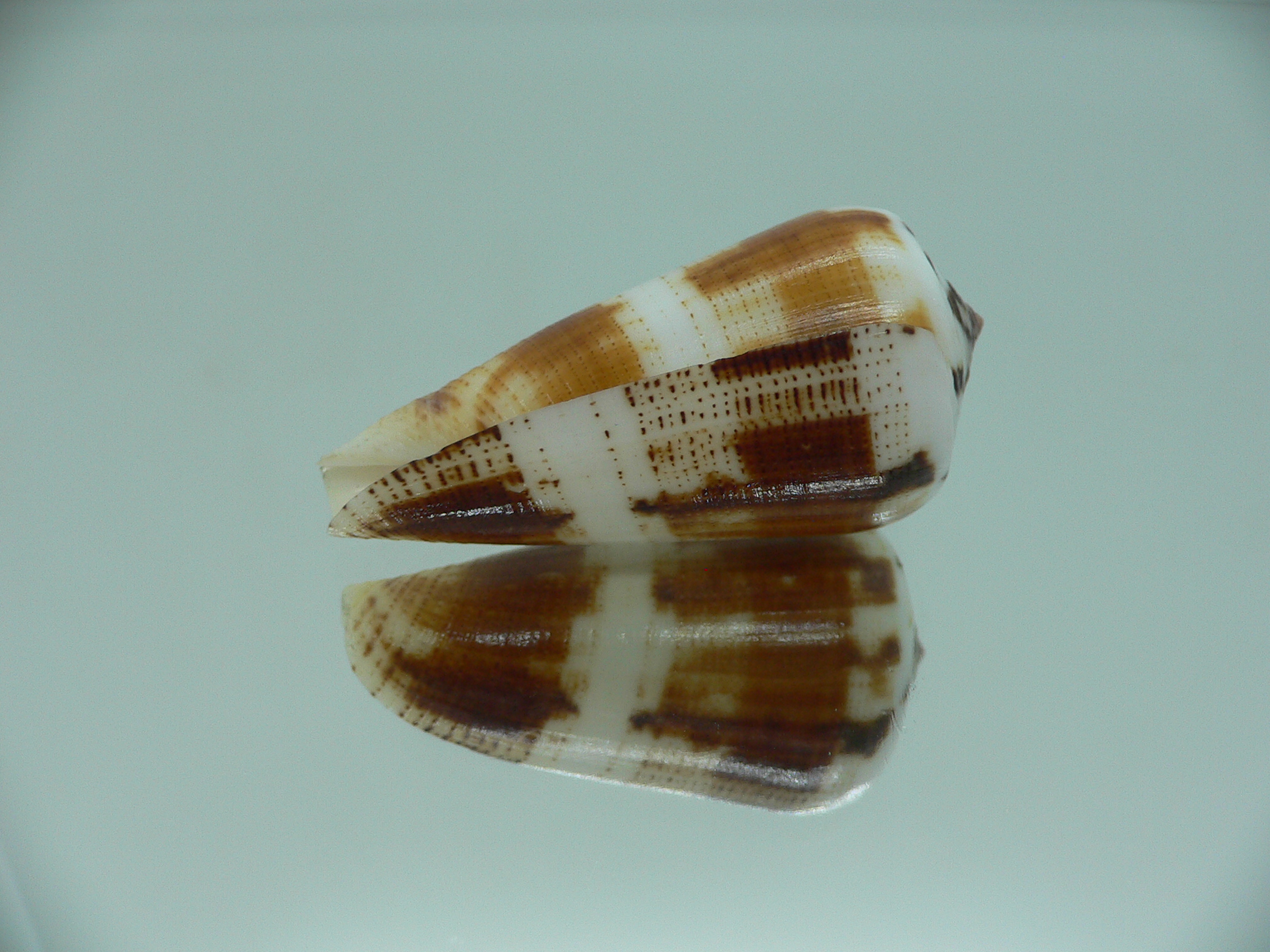 Conus magus cf. circae (var.)