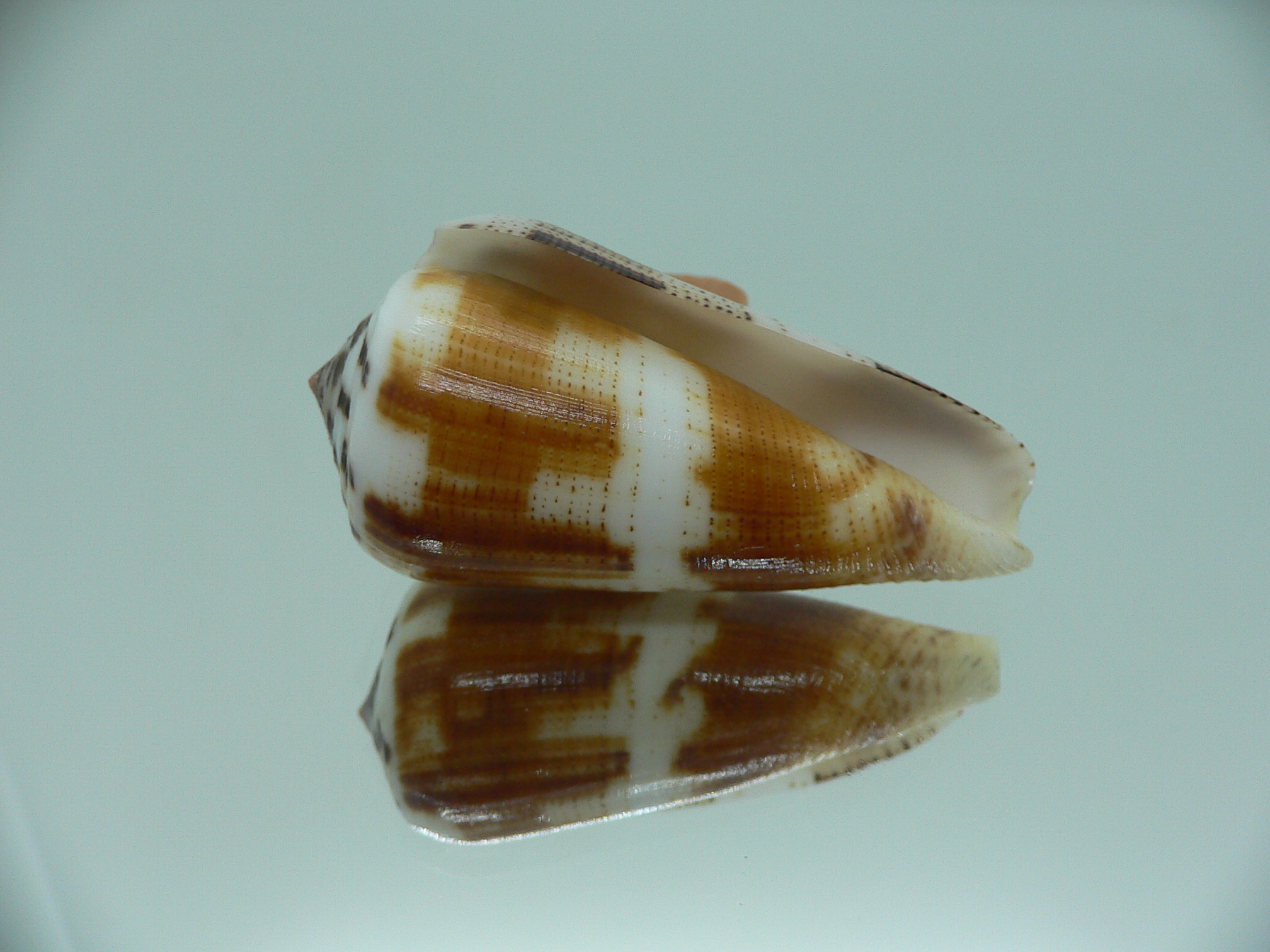 Conus magus cf. circae (var.)