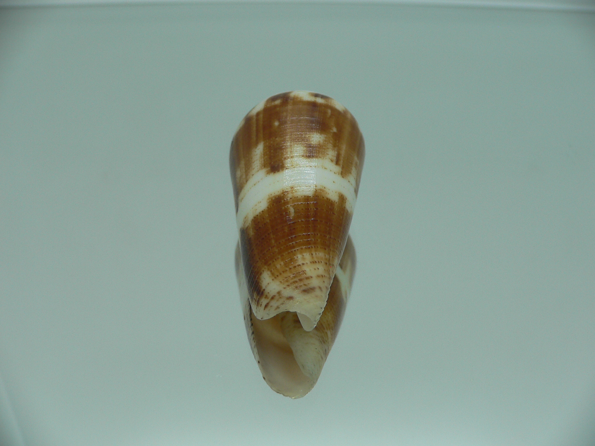 Conus magus cf. circae (var.)
