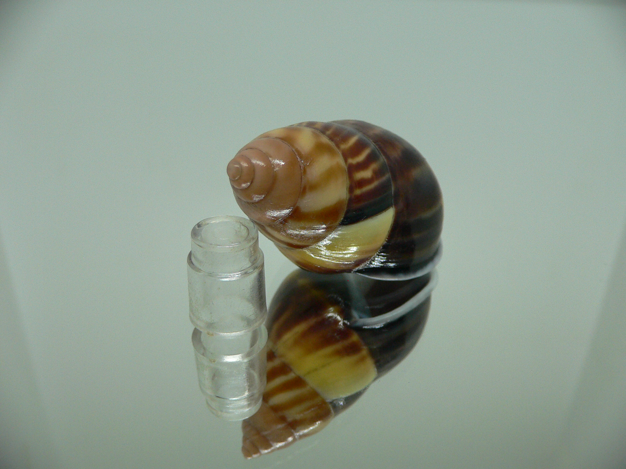 Amphidromus perversus melanoma DARK & FIRE