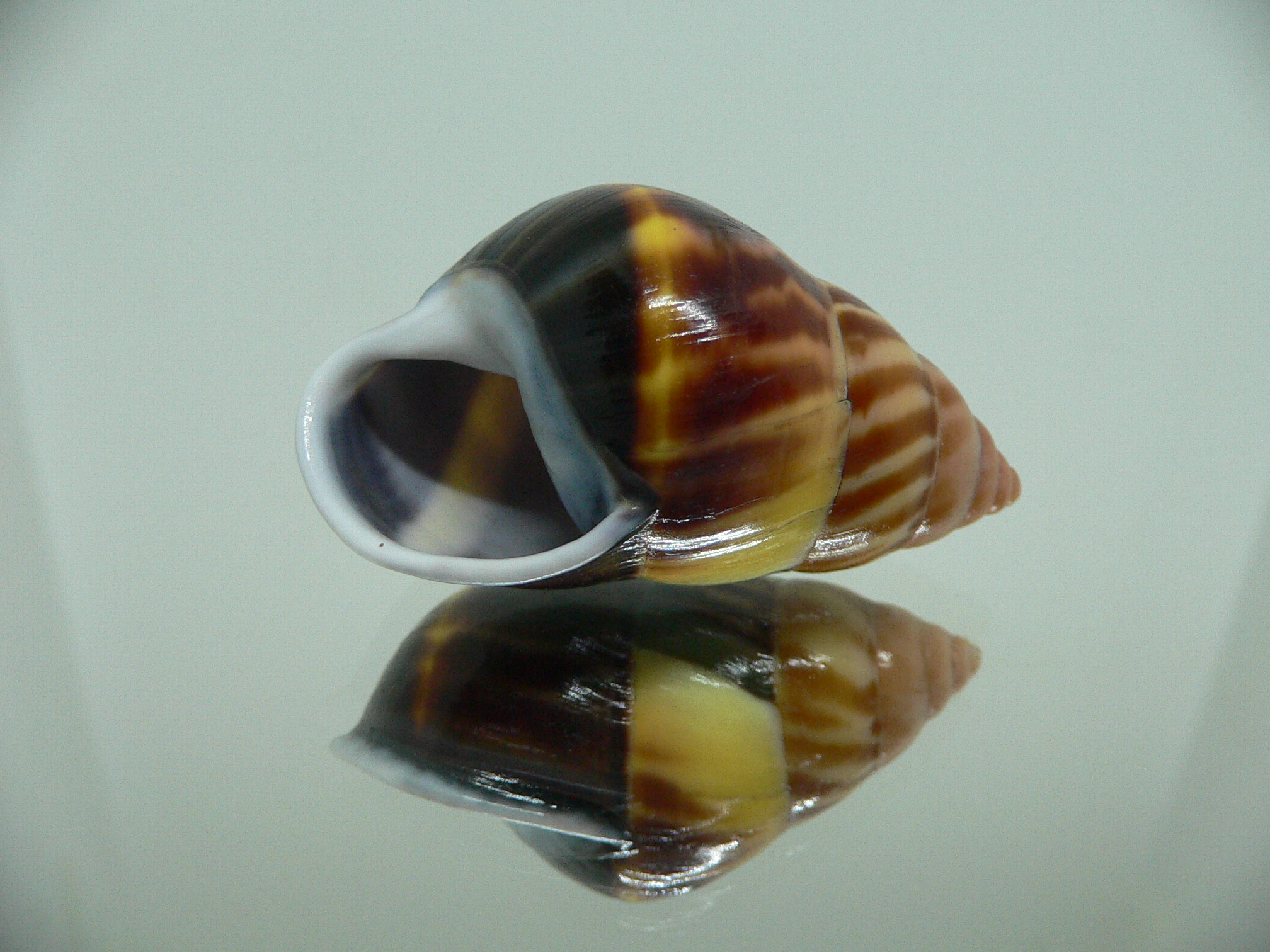 Amphidromus perversus melanoma DARK & FIRE