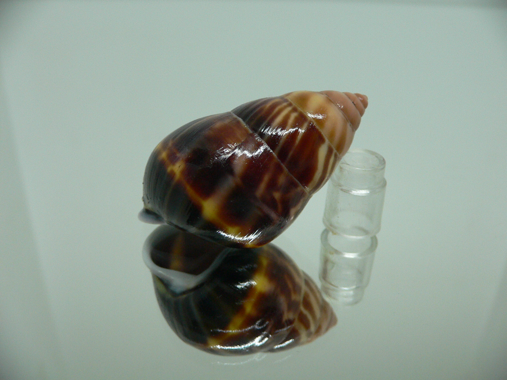 Amphidromus perversus melanoma DARK & FIRE