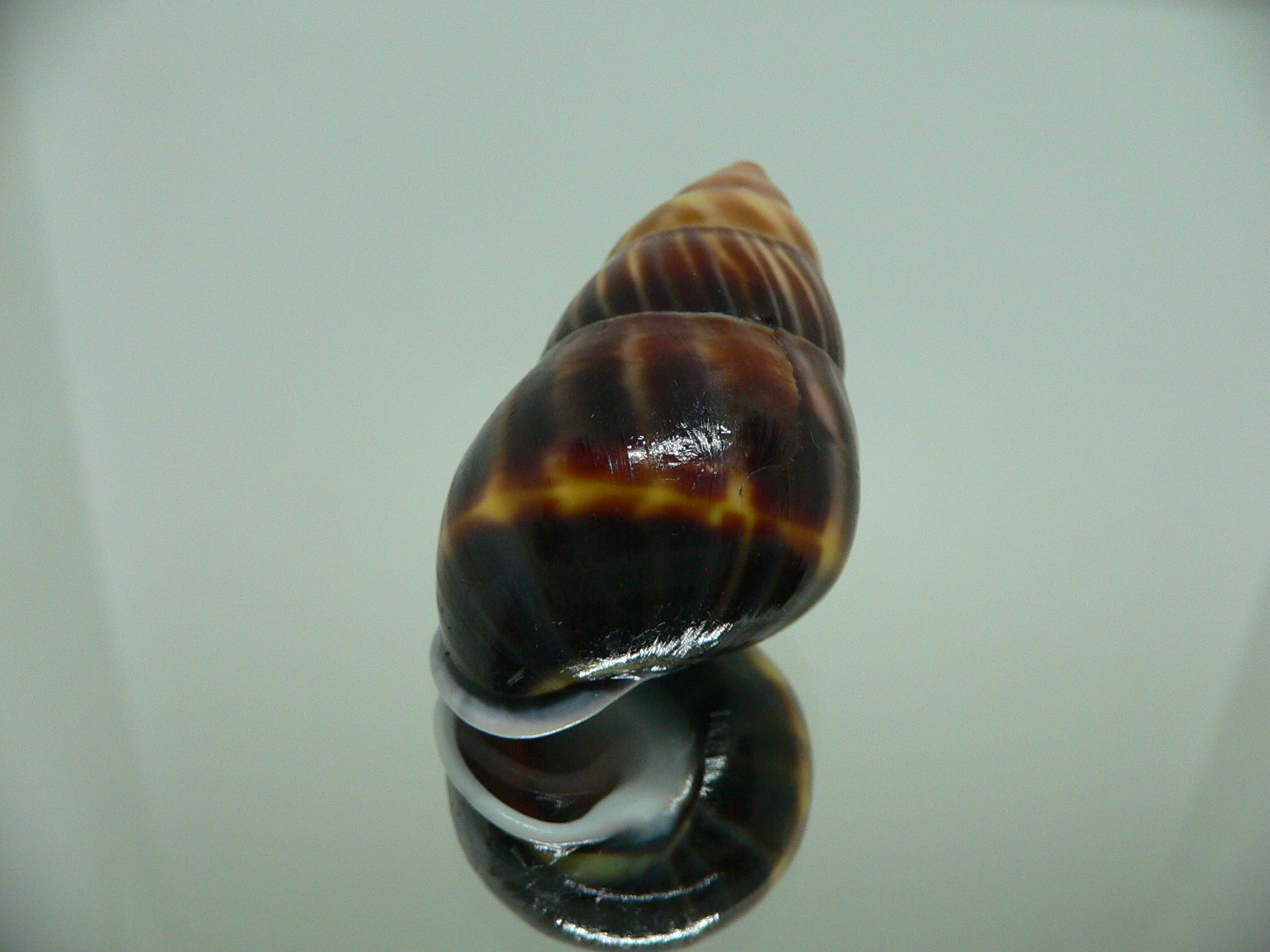 Amphidromus perversus melanoma DARK & FIRE