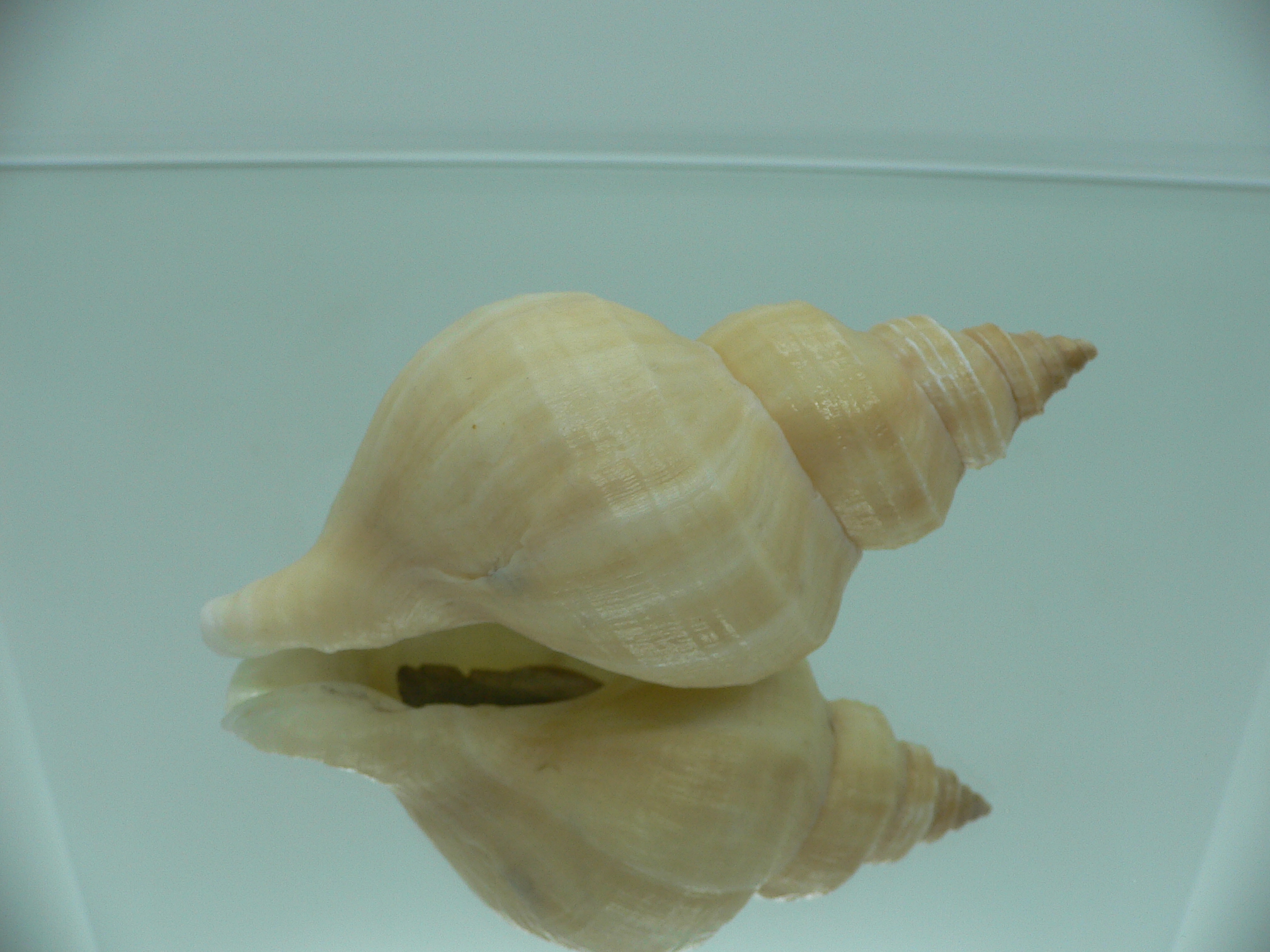 Neptunea laticostata