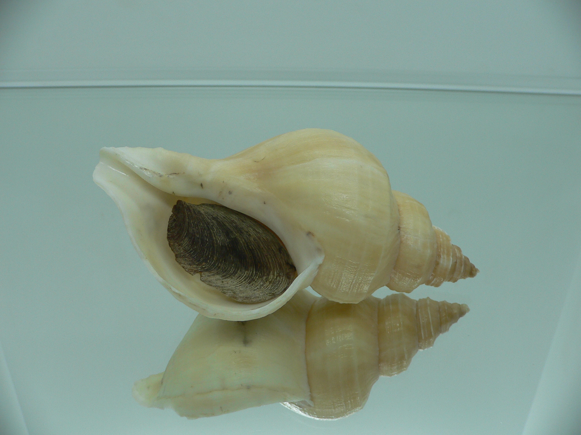 Neptunea laticostata