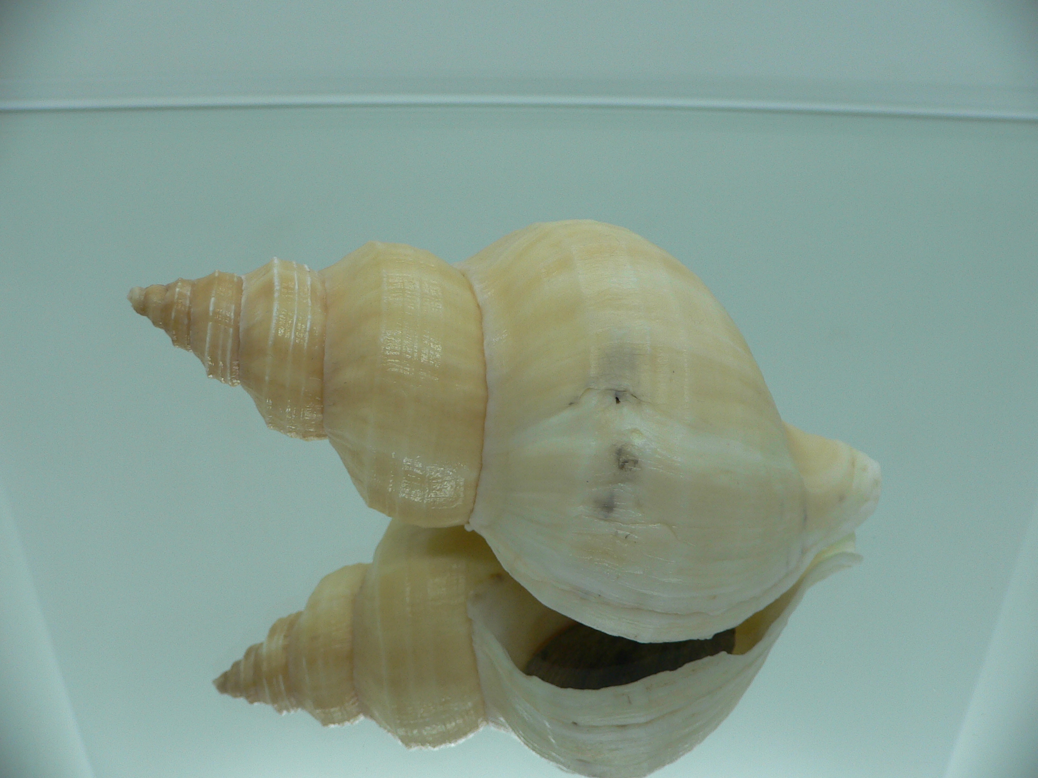 Neptunea laticostata